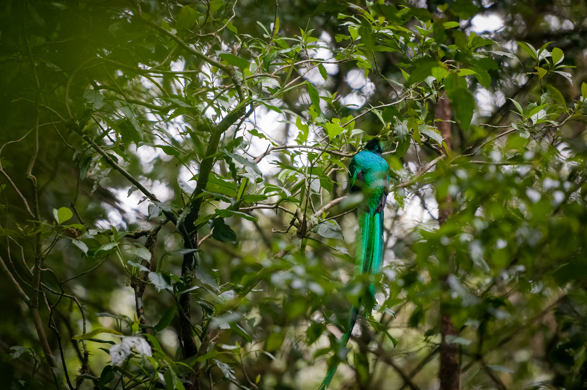 Reserva Biologica Bosque Nuboso Monteverde