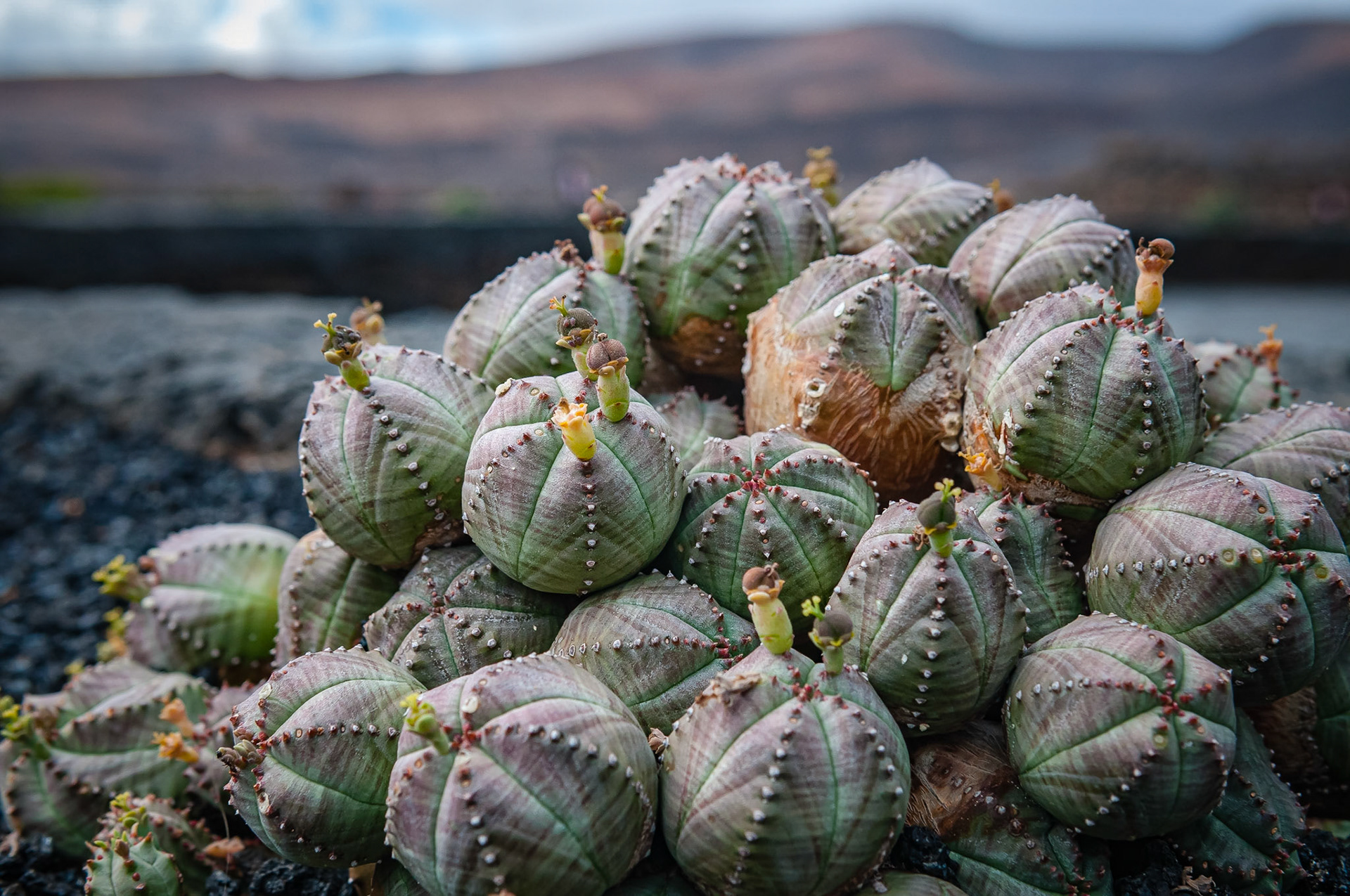 Jardin de Cactus, Lanzarote