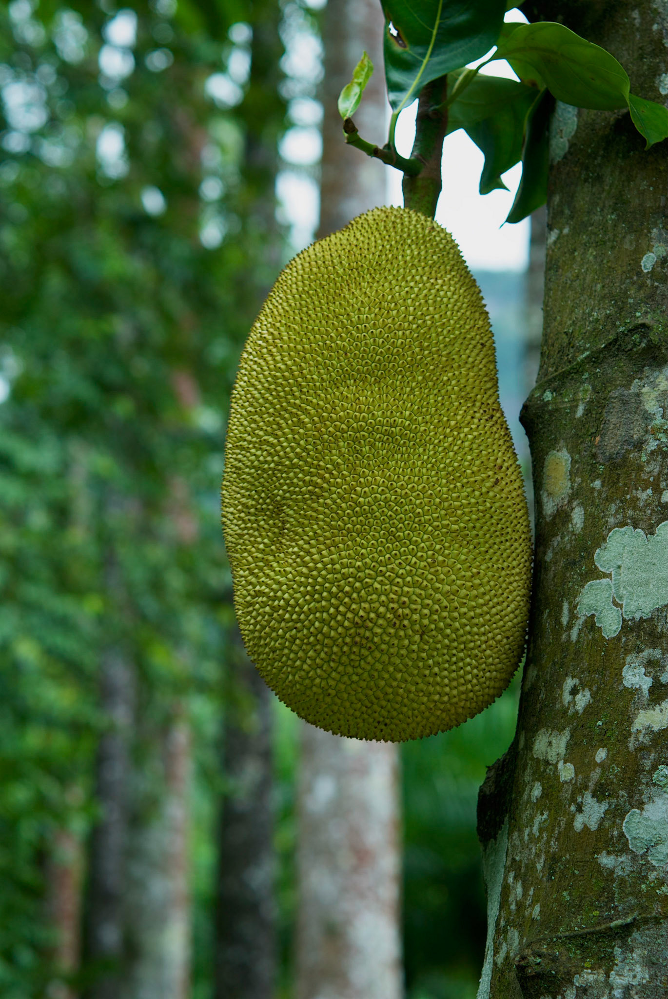 Jardim Botânico, Rio de Janeiro