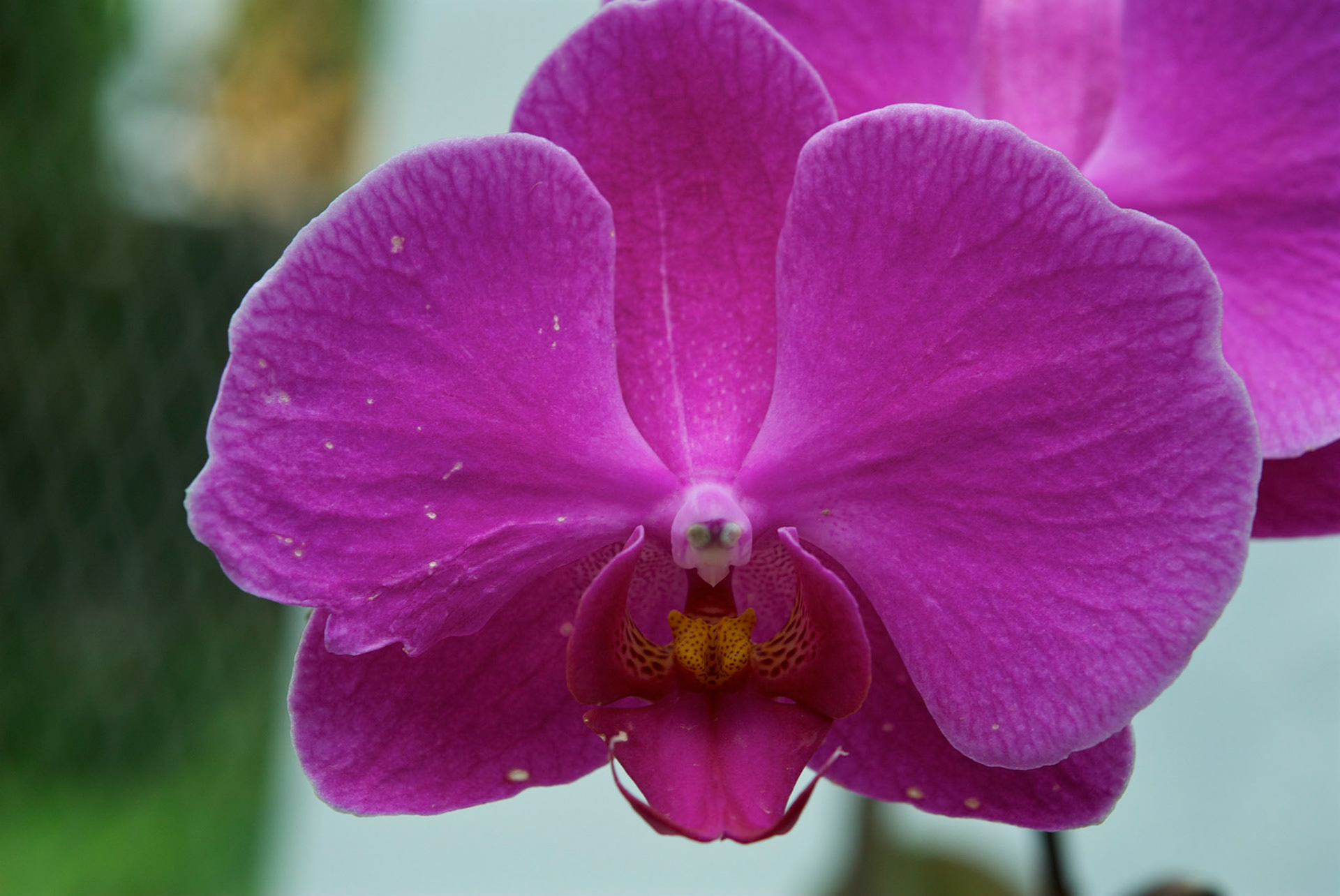 Jardim Botânico, Rio de Janeiro