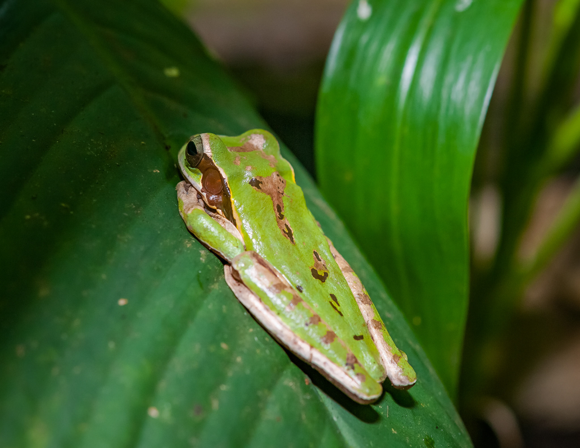Butterfly Conservatory, El Castillo