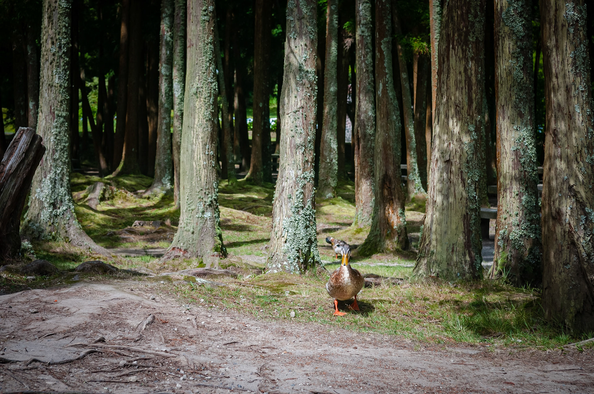 Lagoa das Furnas, São Miguel