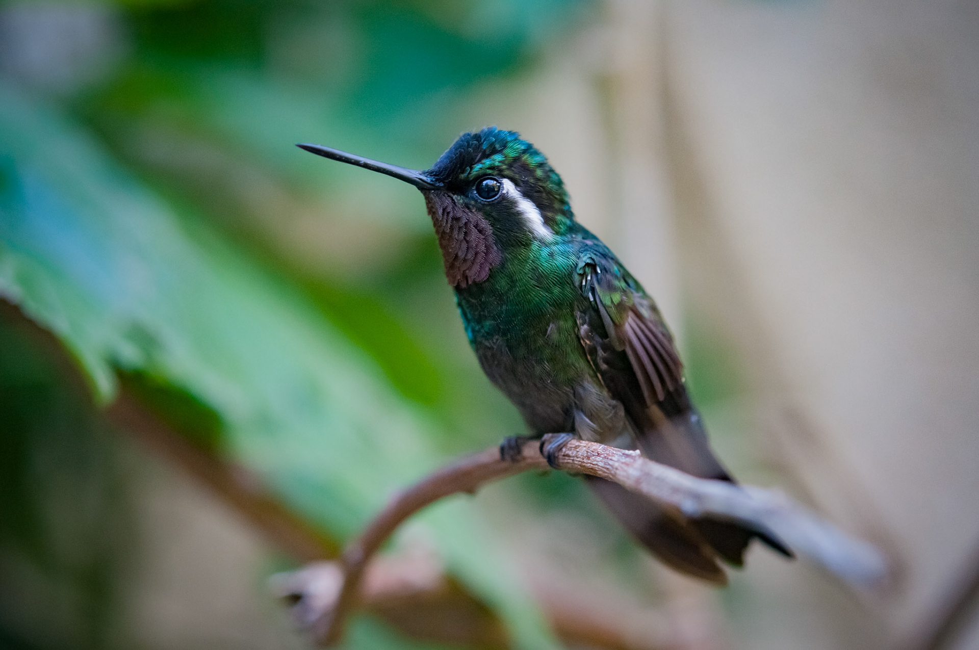 Reserva Biologica Bosque Nuboso Monteverde