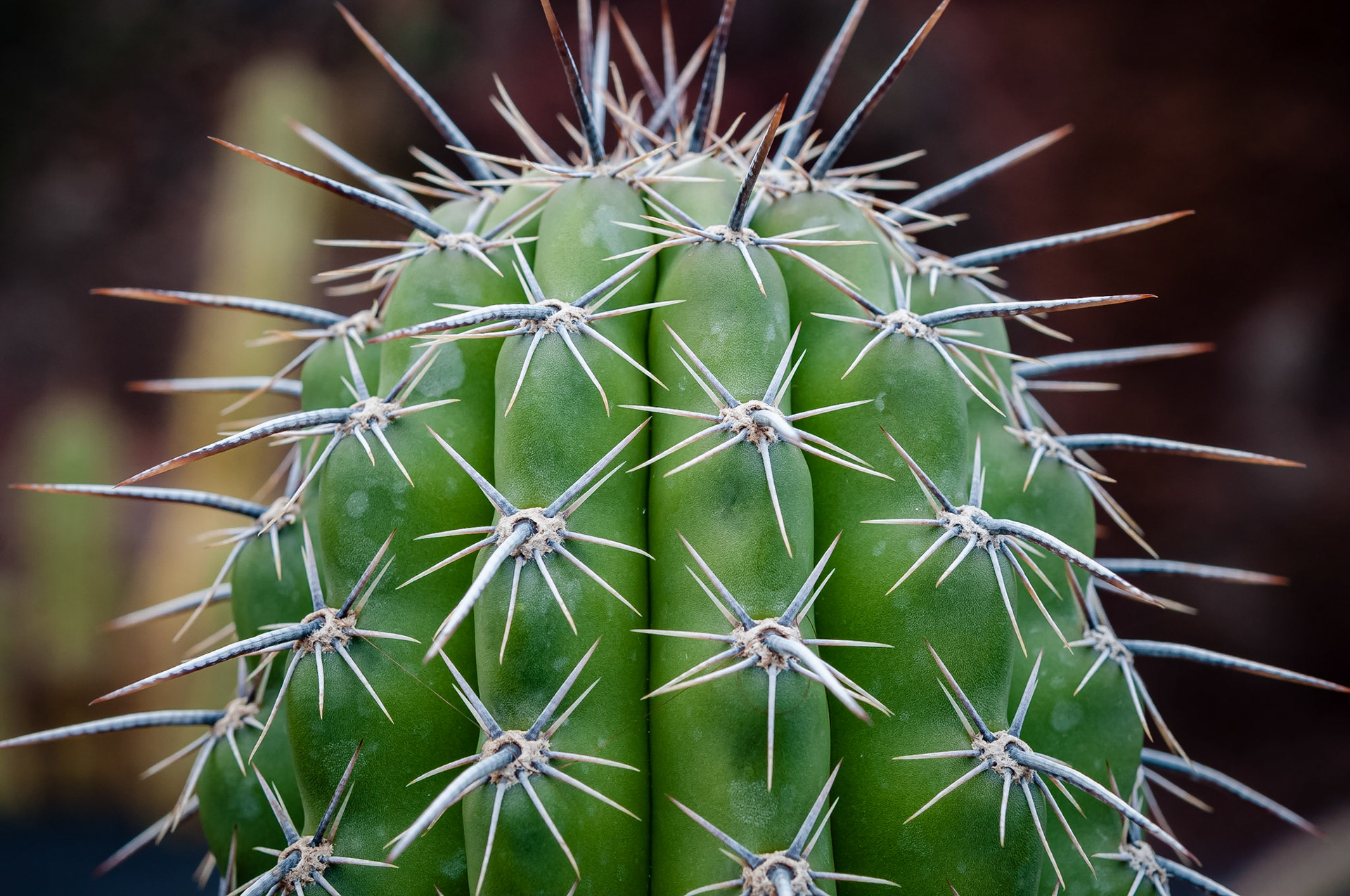Jardin de Cactus, Lanzarote
