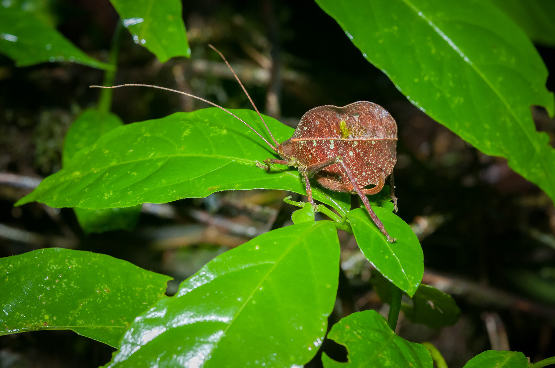 Reserva Biologica Bosque Nuboso Monteverde