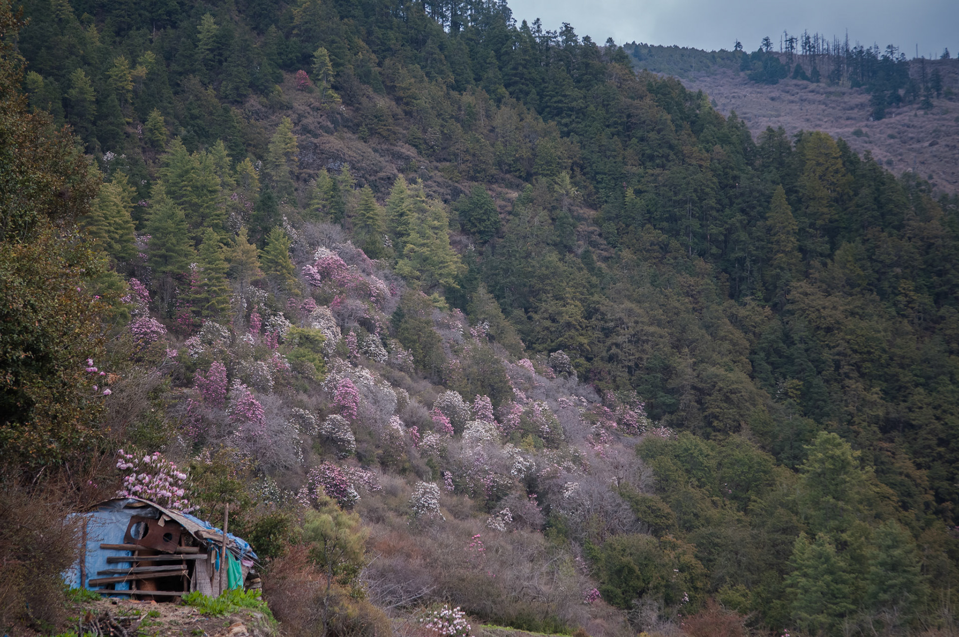 Entre Laurebina (3910m) et Dhunche (1960m)