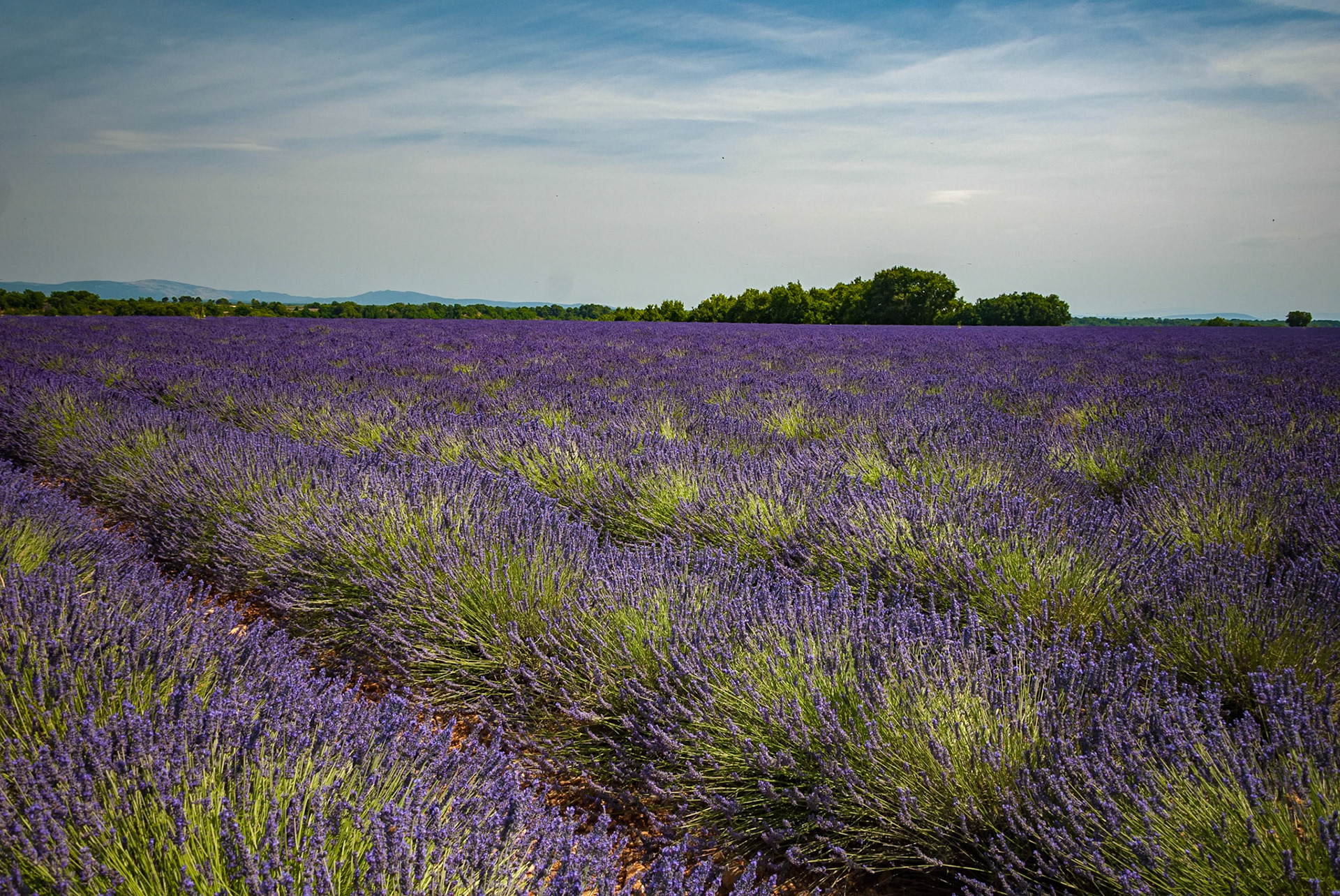 Valensole