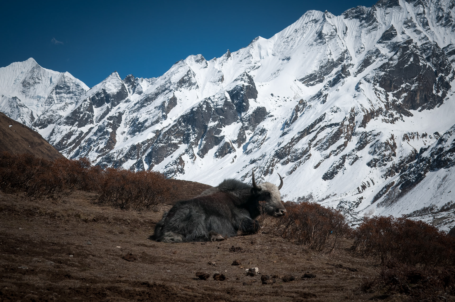 Kyanjin Gumba (3830m)