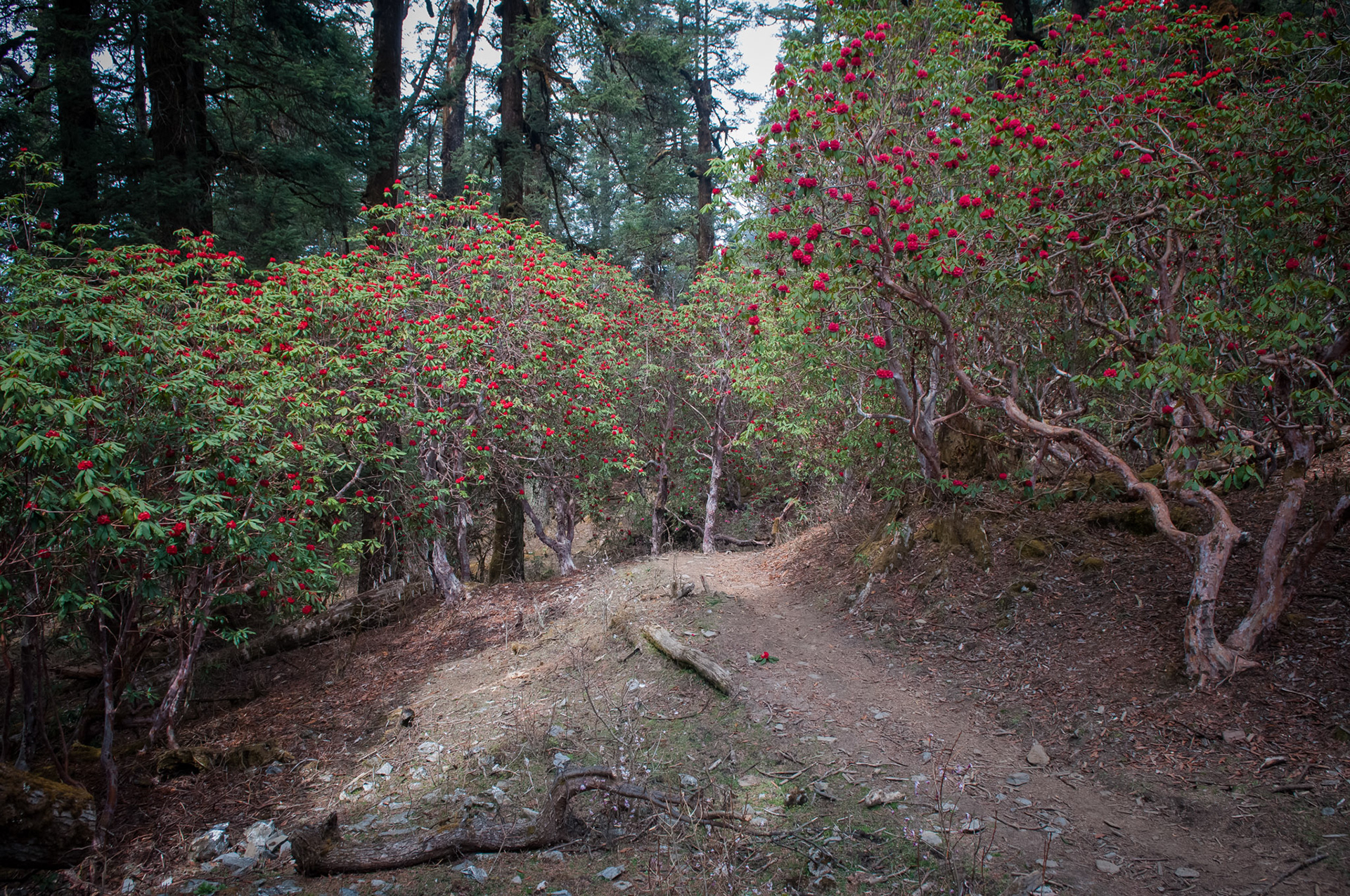 Entre Thulo Syabru (2210m) et Chandanbari (3330m)