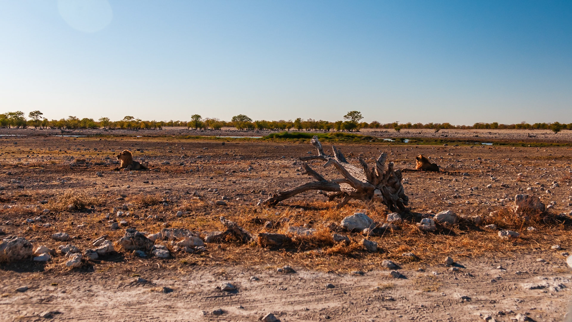 Etosha National Park