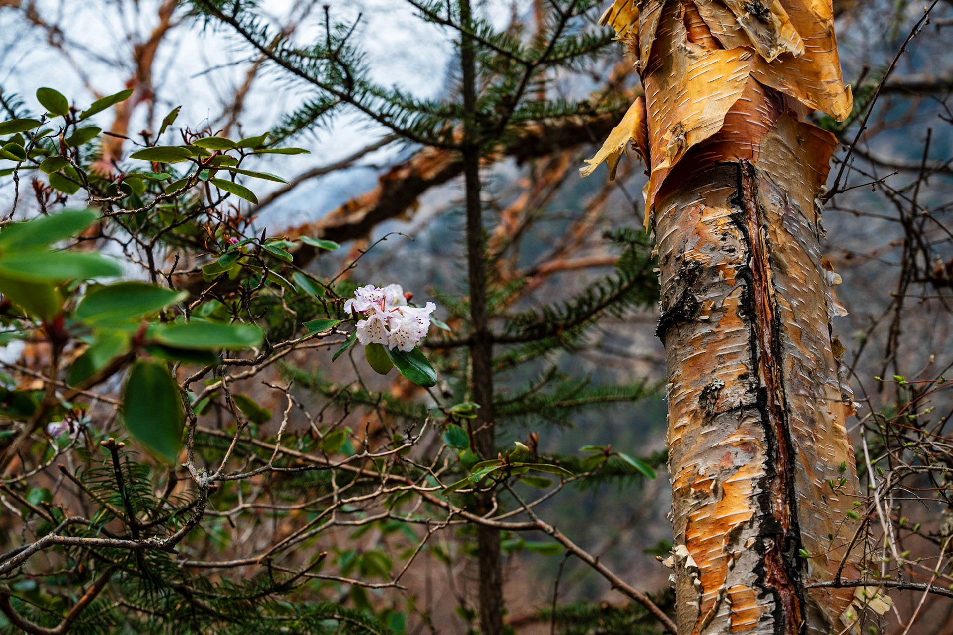 Day 4 - Namche Bazaar (3'446 m) to Dole (4'200 m)