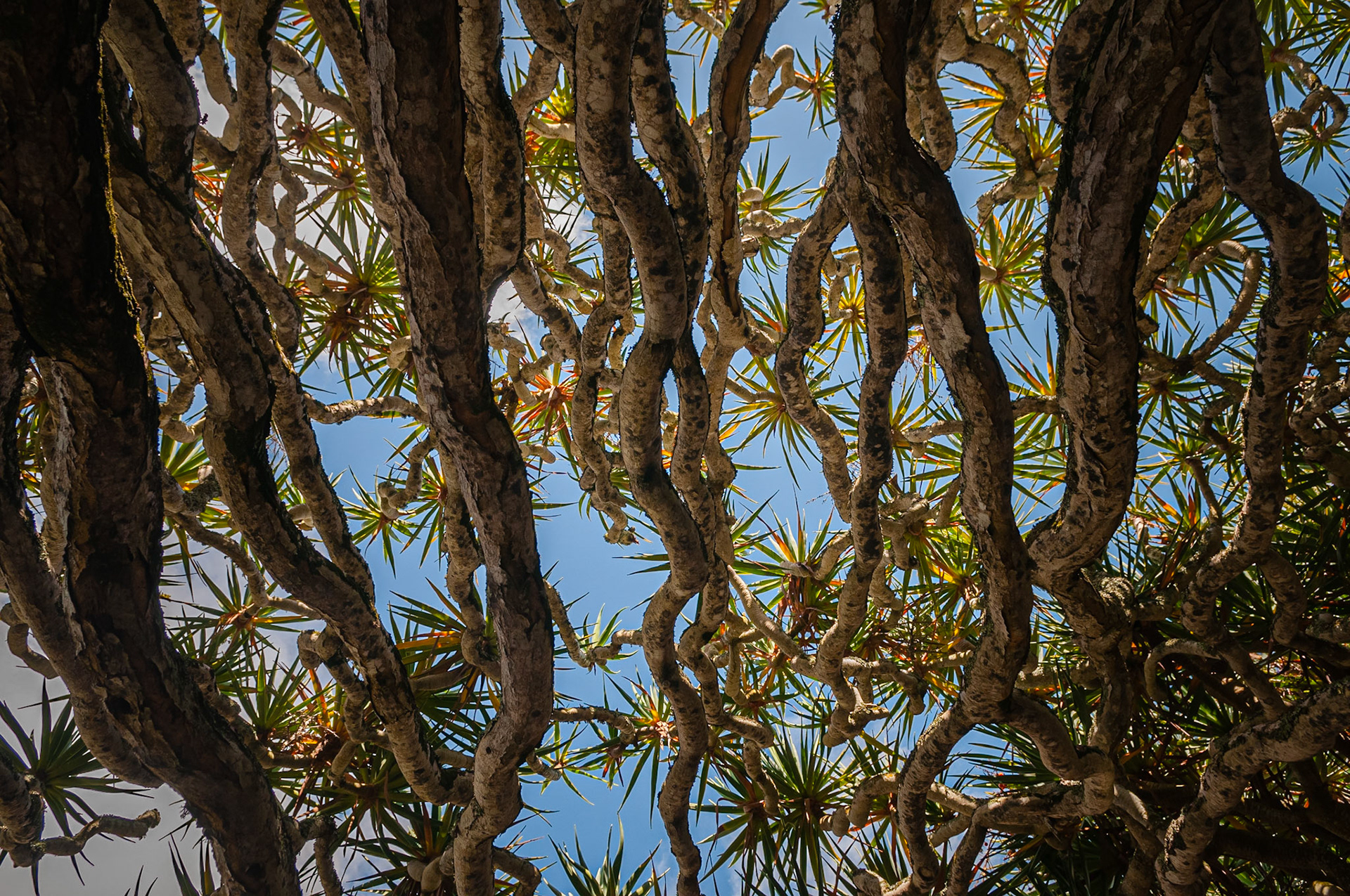 Museu do Vinho do Pico, Madalena, Pico