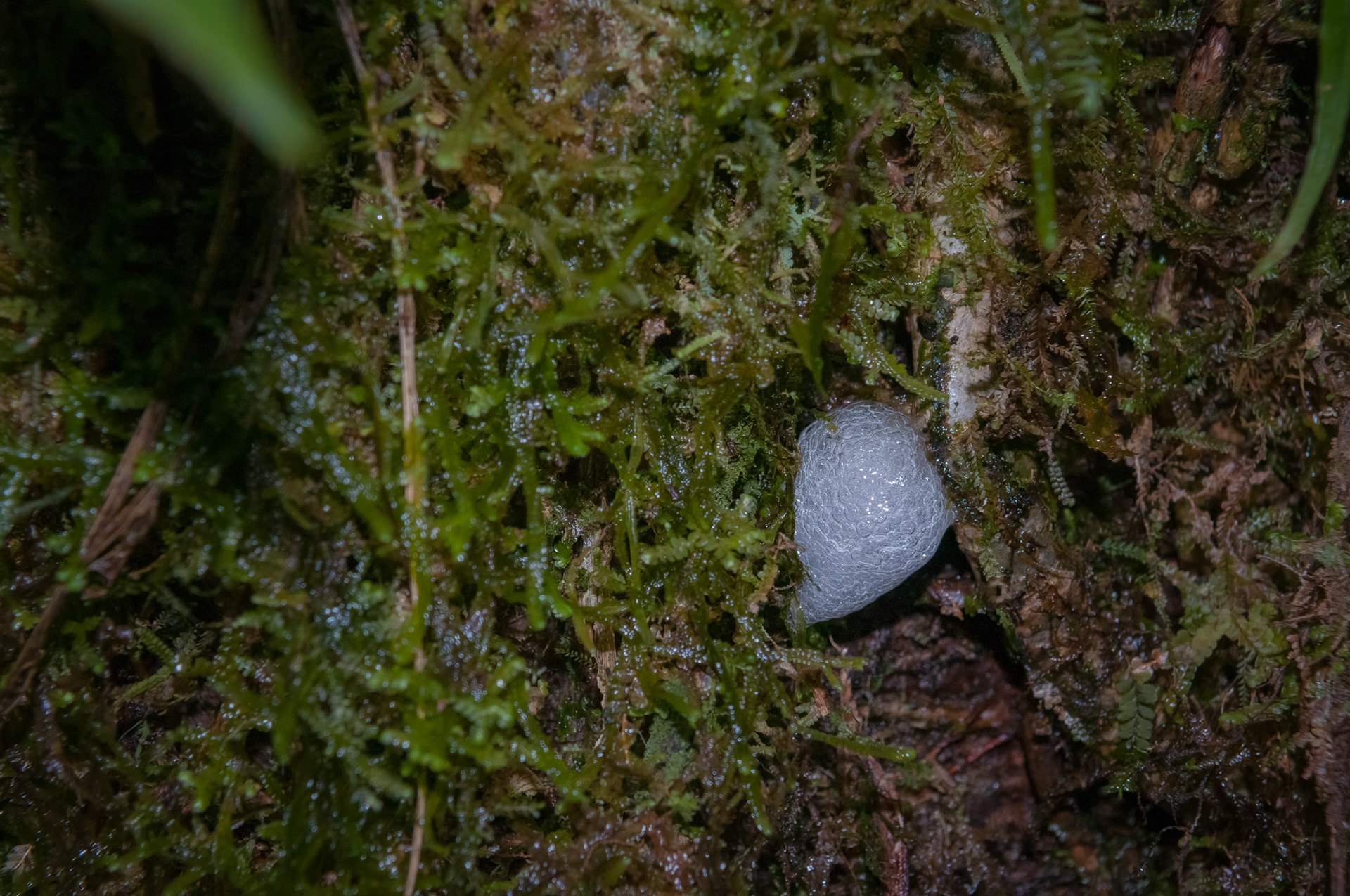 Reserva Biologica Bosque Nuboso Monteverde