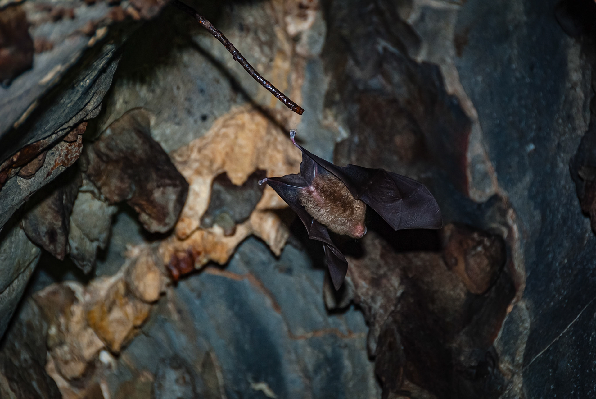 Khao Yai National Park