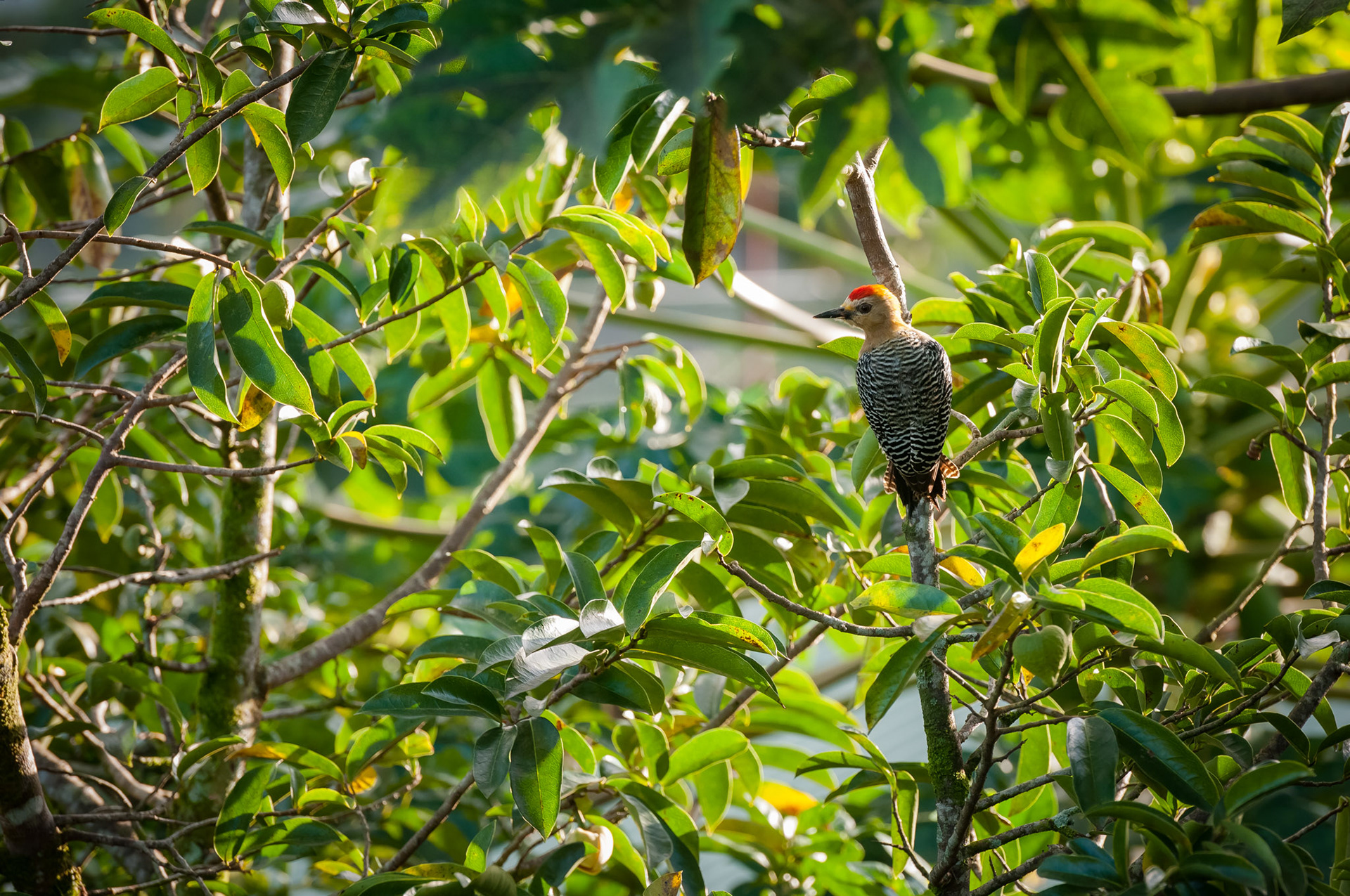 Hoffmann's Woodpecker, El Castillo