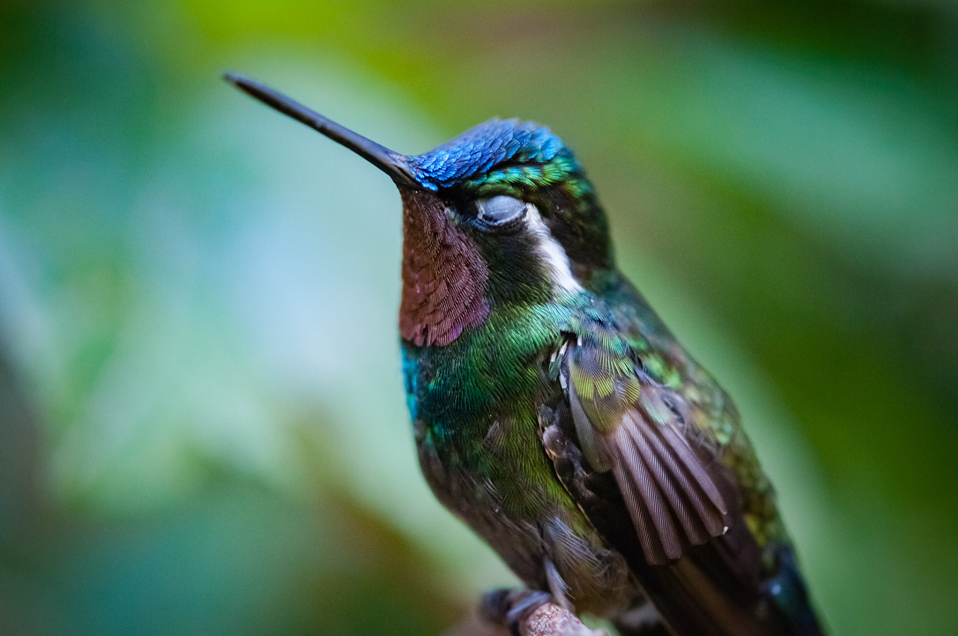 Reserva Biologica Bosque Nuboso Monteverde