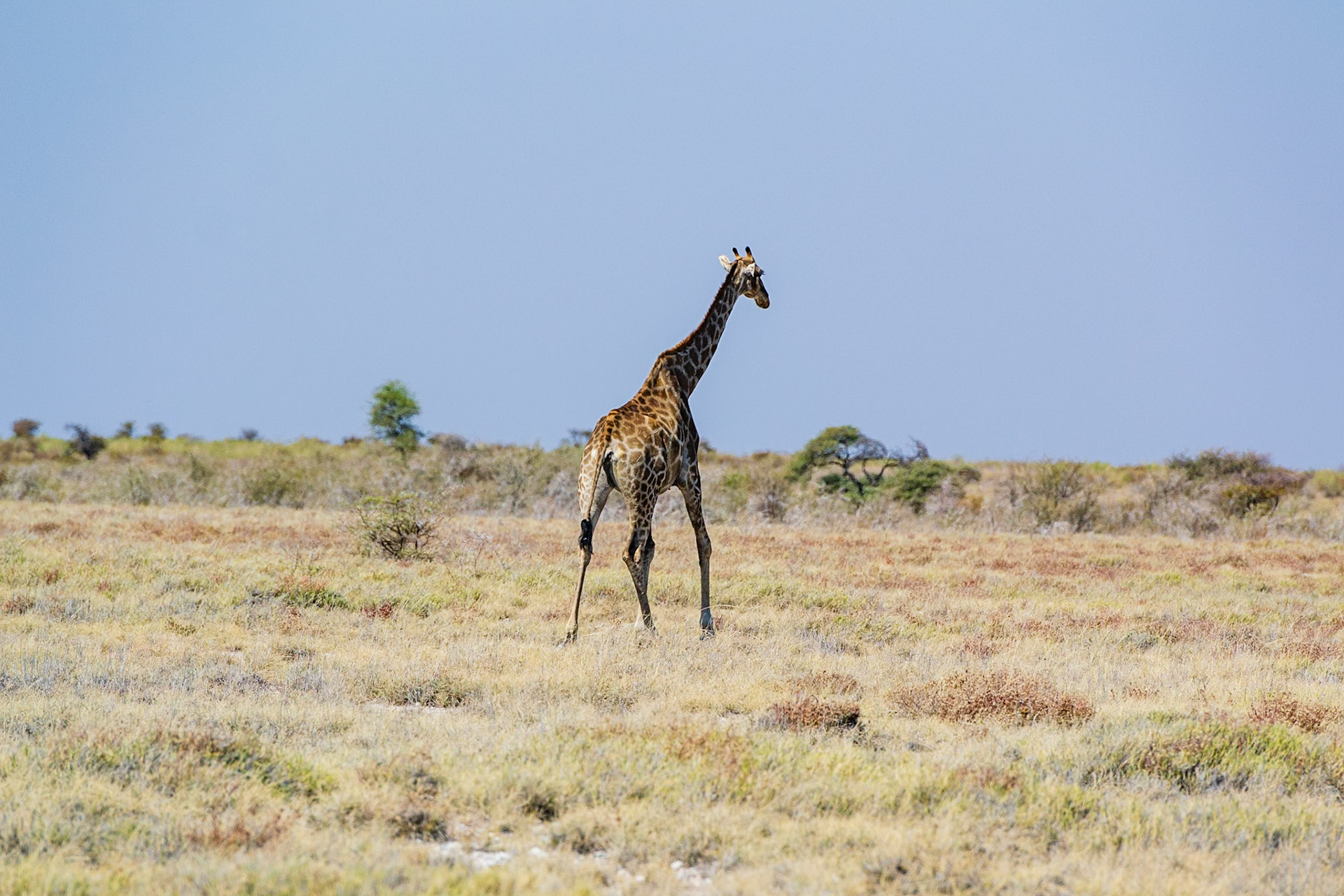 Etosha National Park