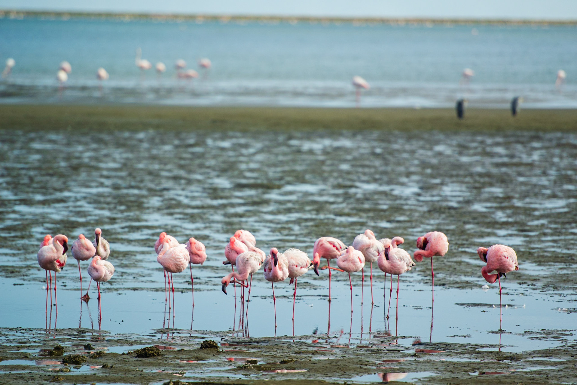 Flamingo Lagoon, Walvis Bay