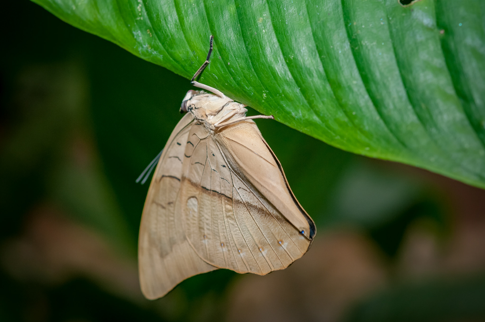 Butterfly Conservatory, El Castillo