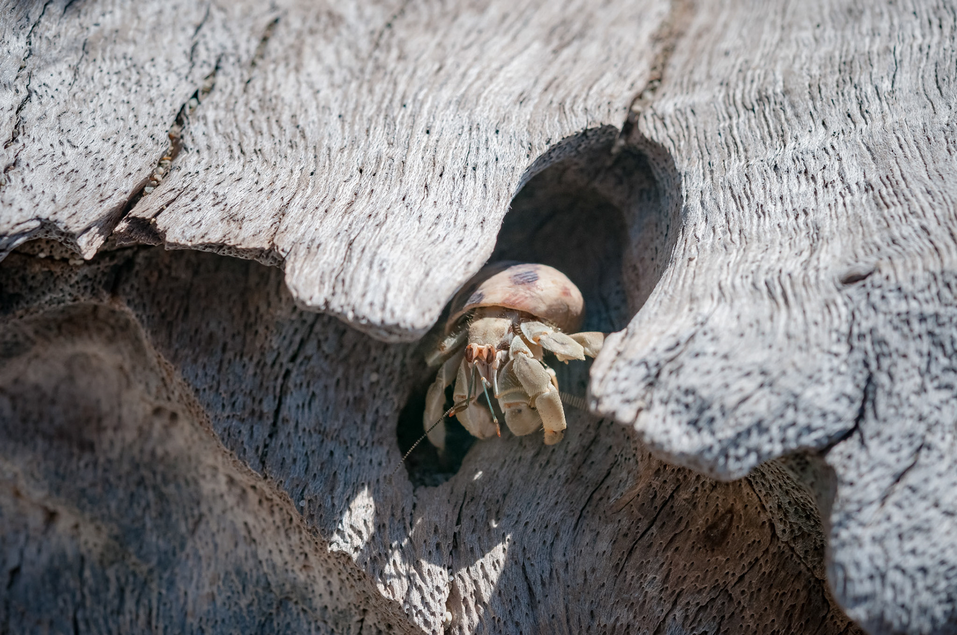 Hotel El Pequeño Gecko Verde