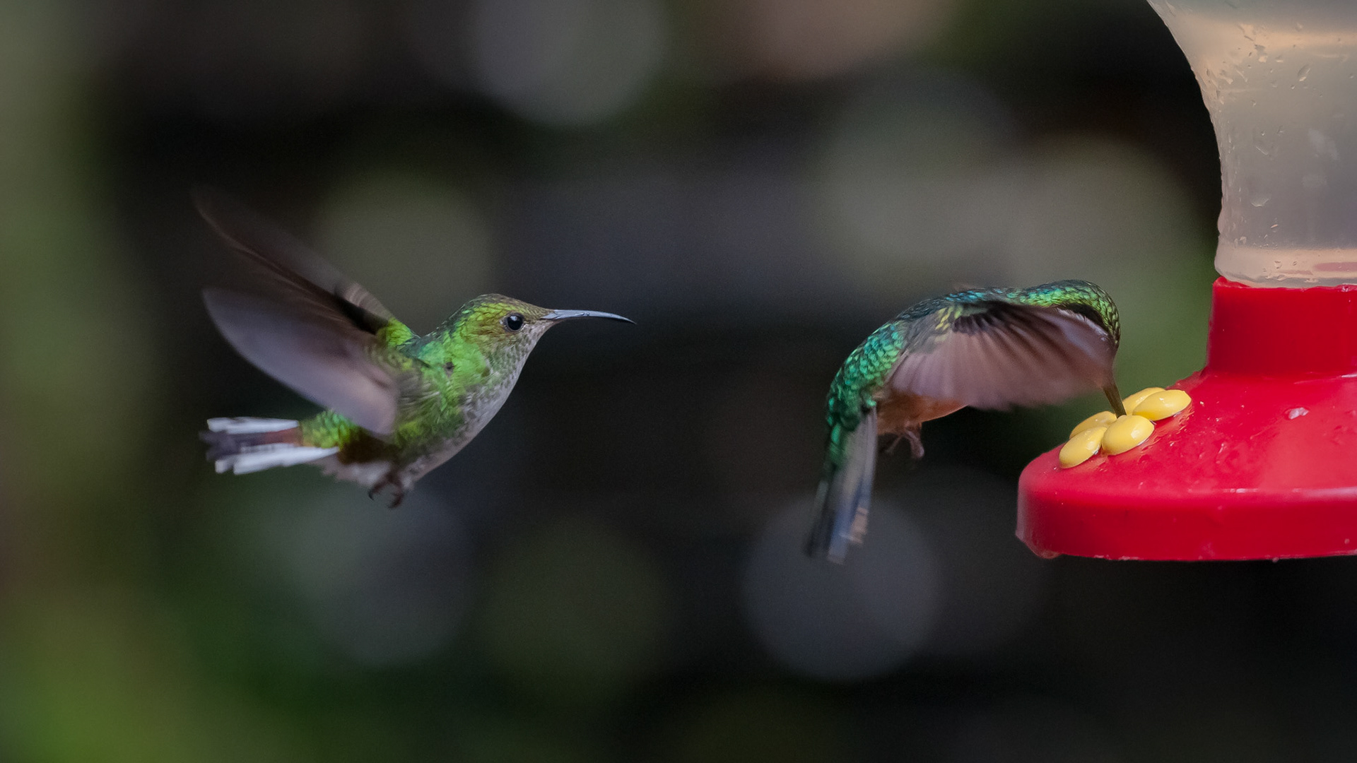 Selvatura Adventure Park, Santa Elena