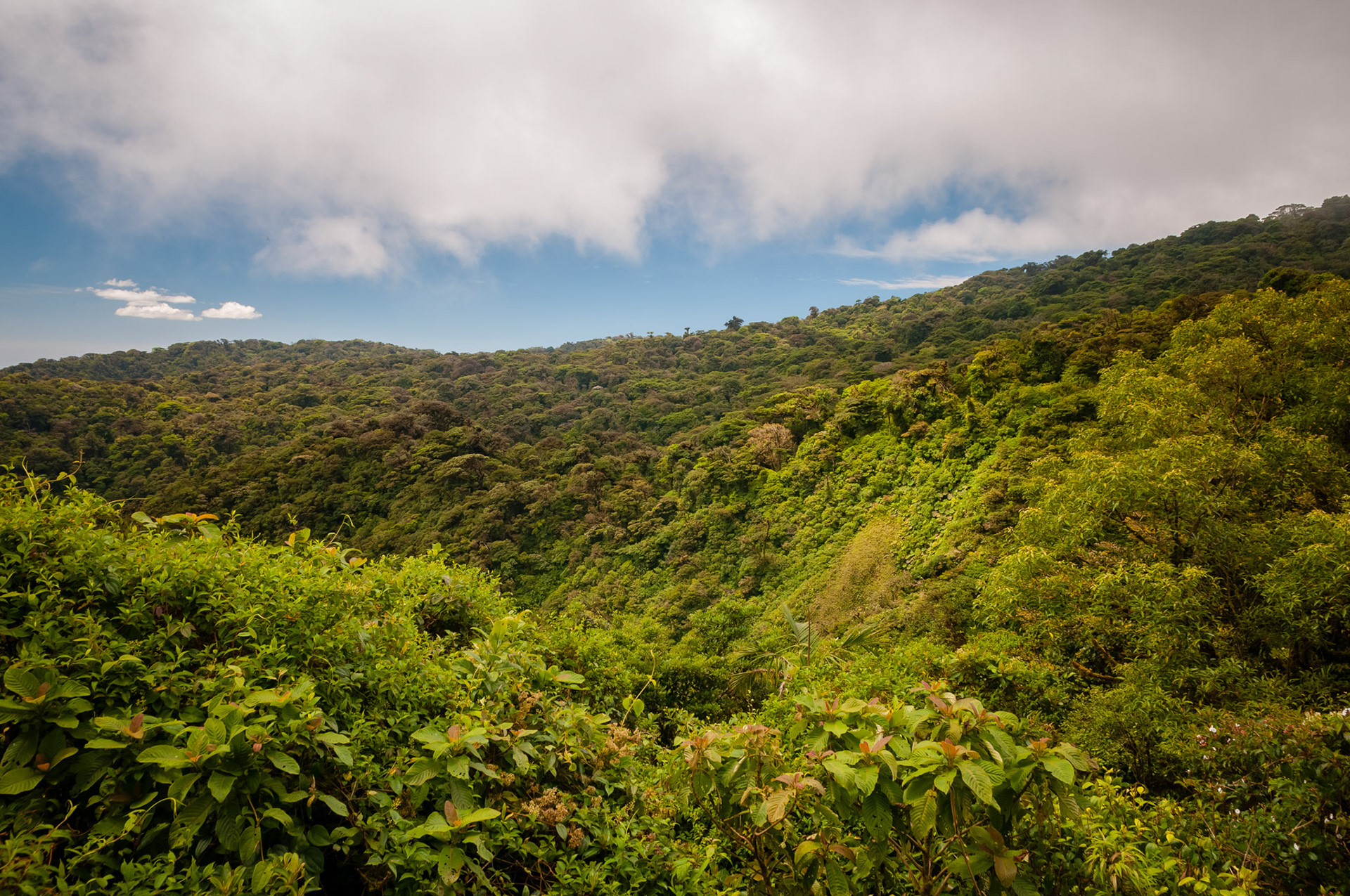 Reserva Biologica Bosque Nuboso Monteverde