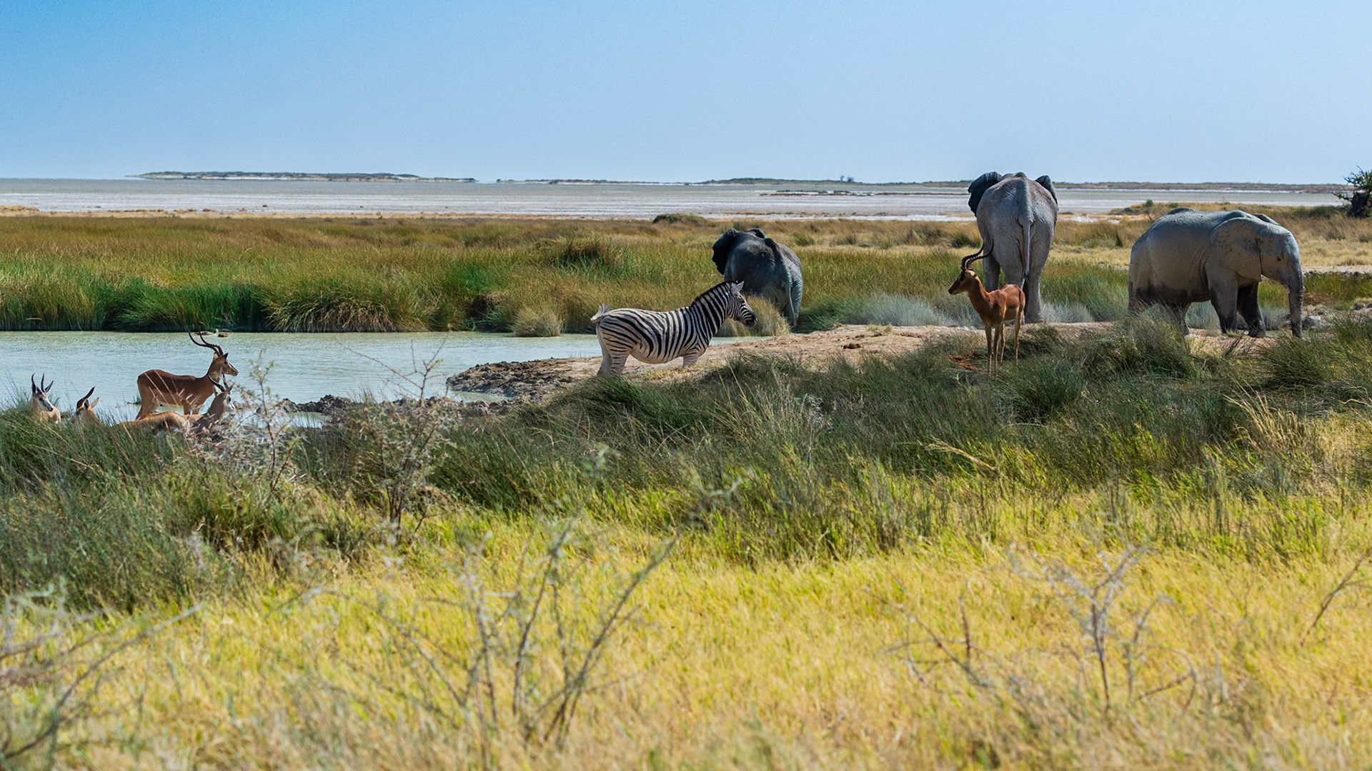 Etosha National Park