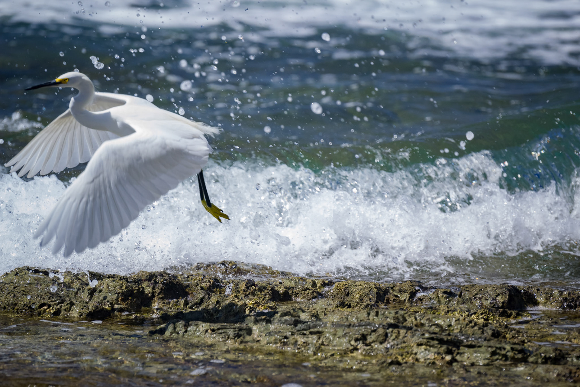 Hotel El Pequeño Gecko Verde