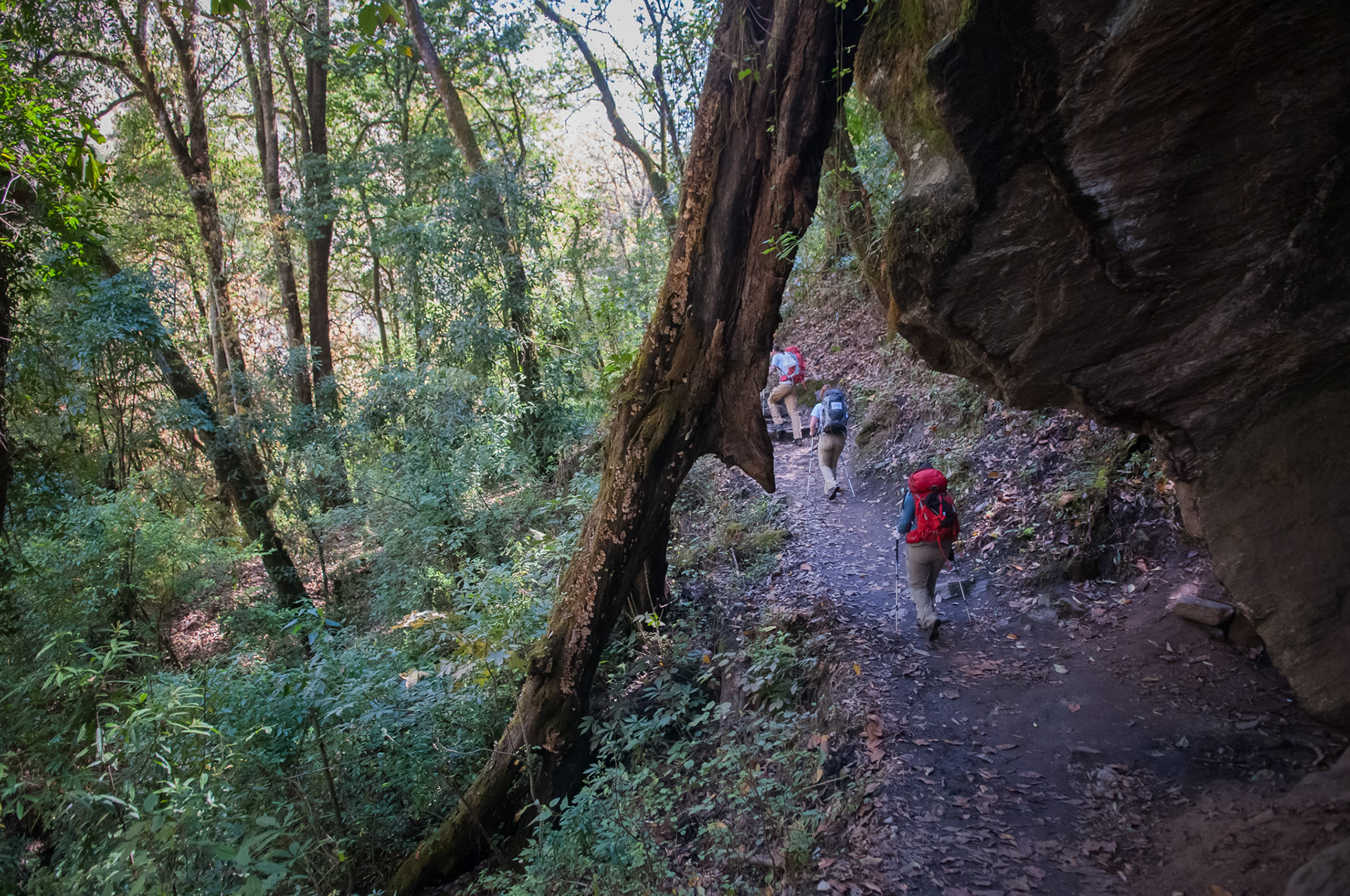 Entre Thulo Syabru (2210m) et Lama Hotel (2410m)