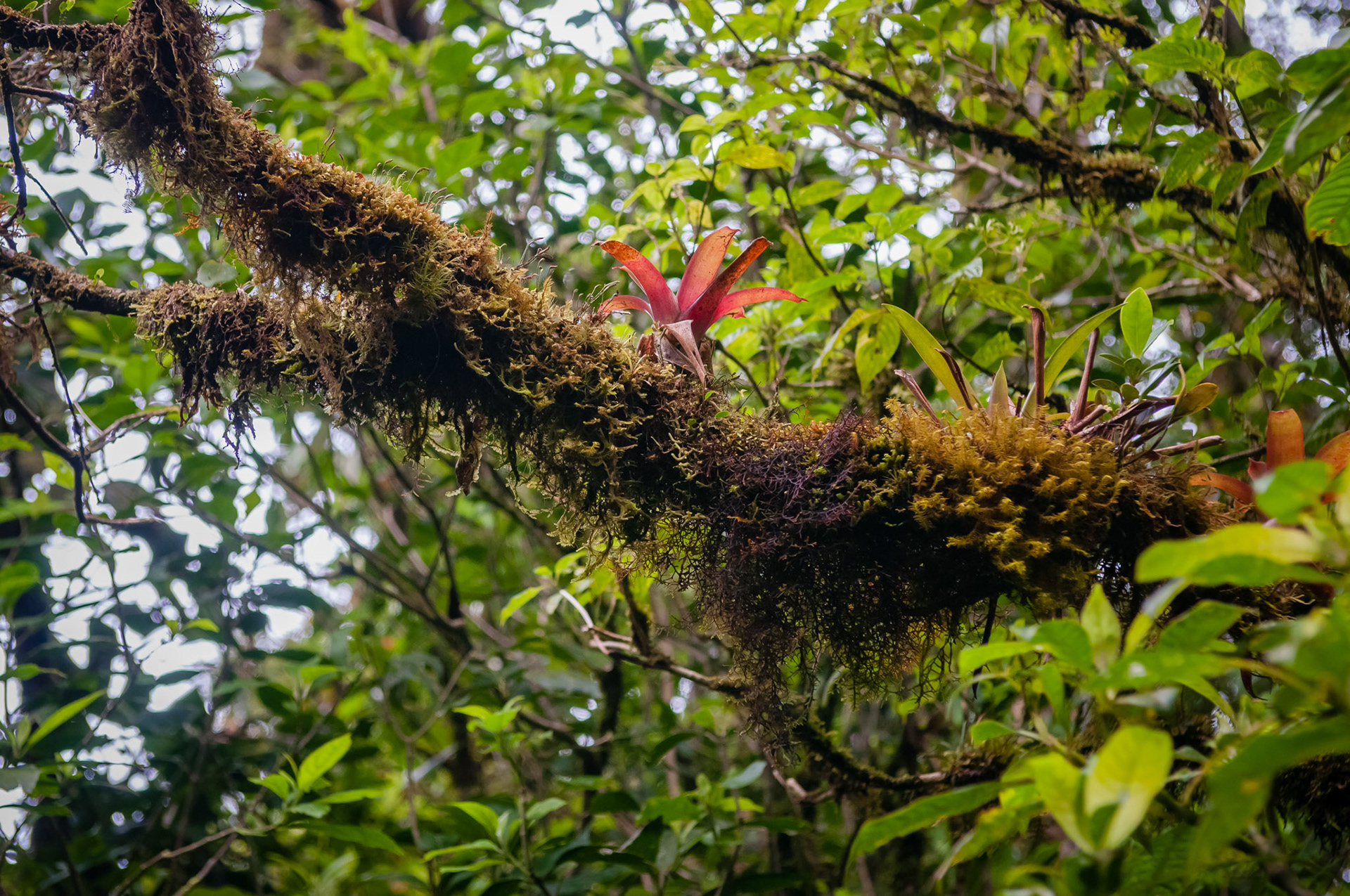 Reserva Biologica Bosque Nuboso Monteverde
