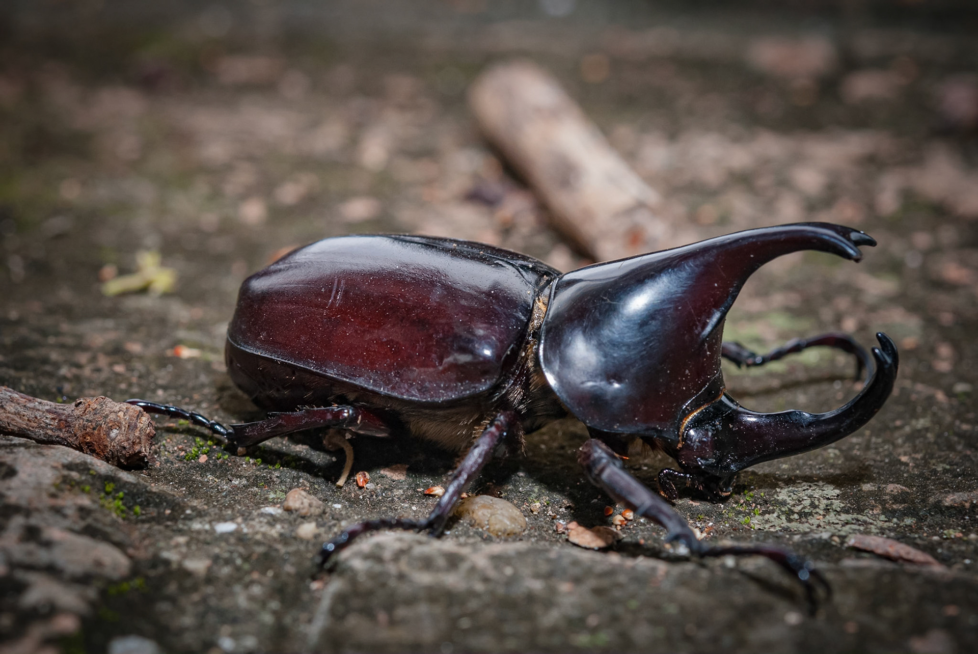 Wat Ratchaburana, Ayutthaya