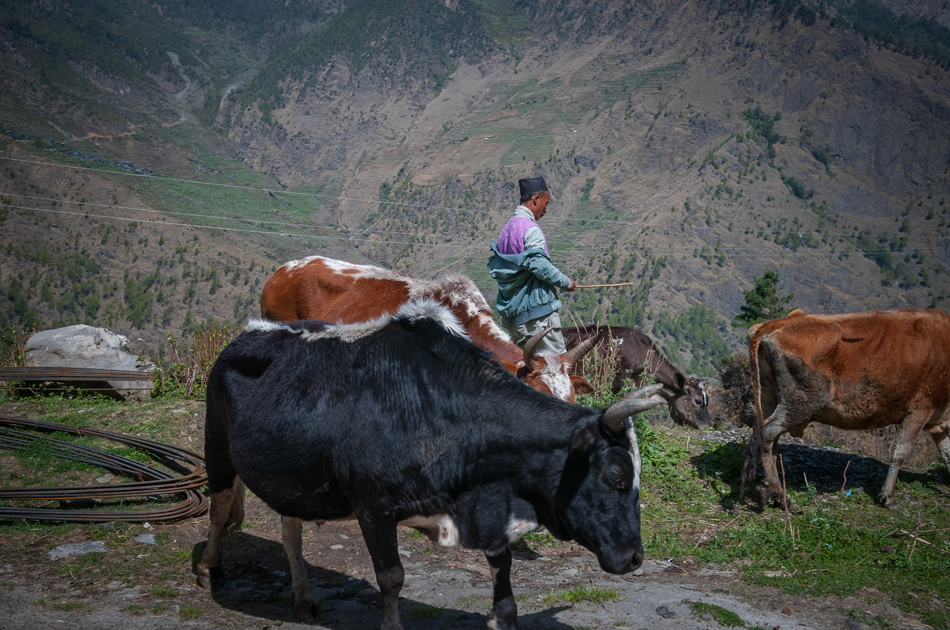 Entre Dhunche (1960m) et Thulo Syabru (2210m)