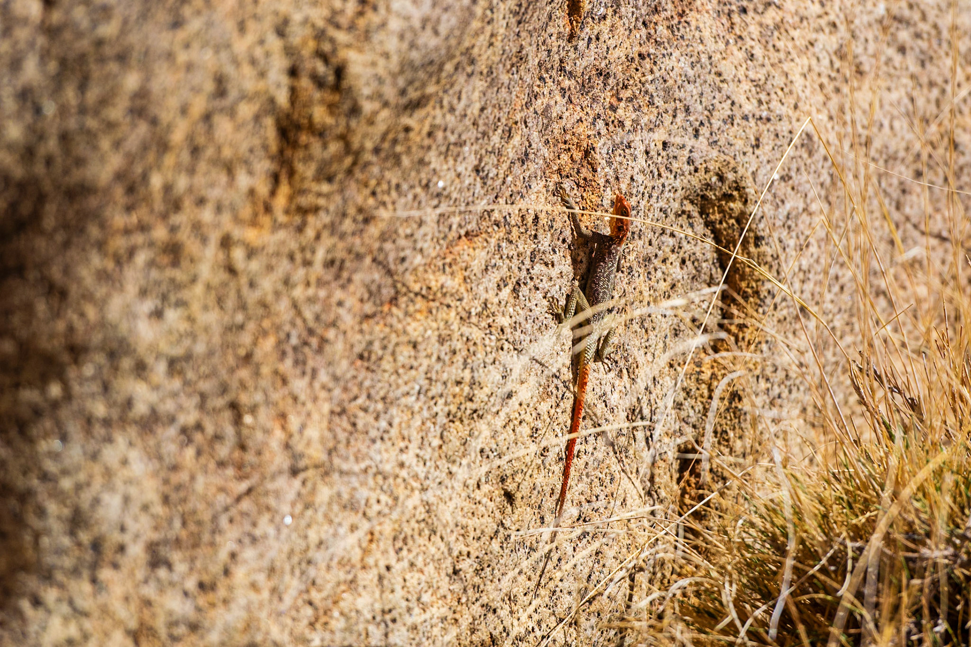White Lady Painting, Brandberg, Damaraland