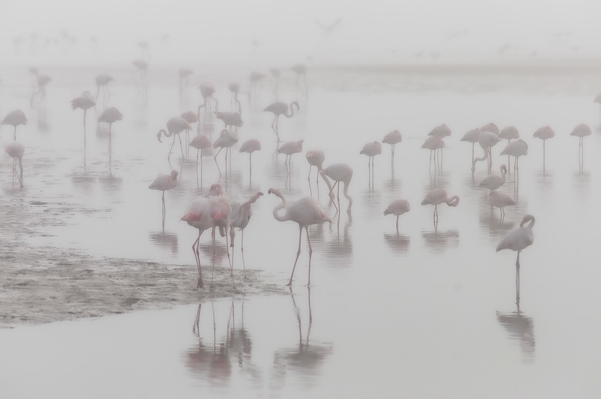 Flamingo Lagoon, Walvis Bay