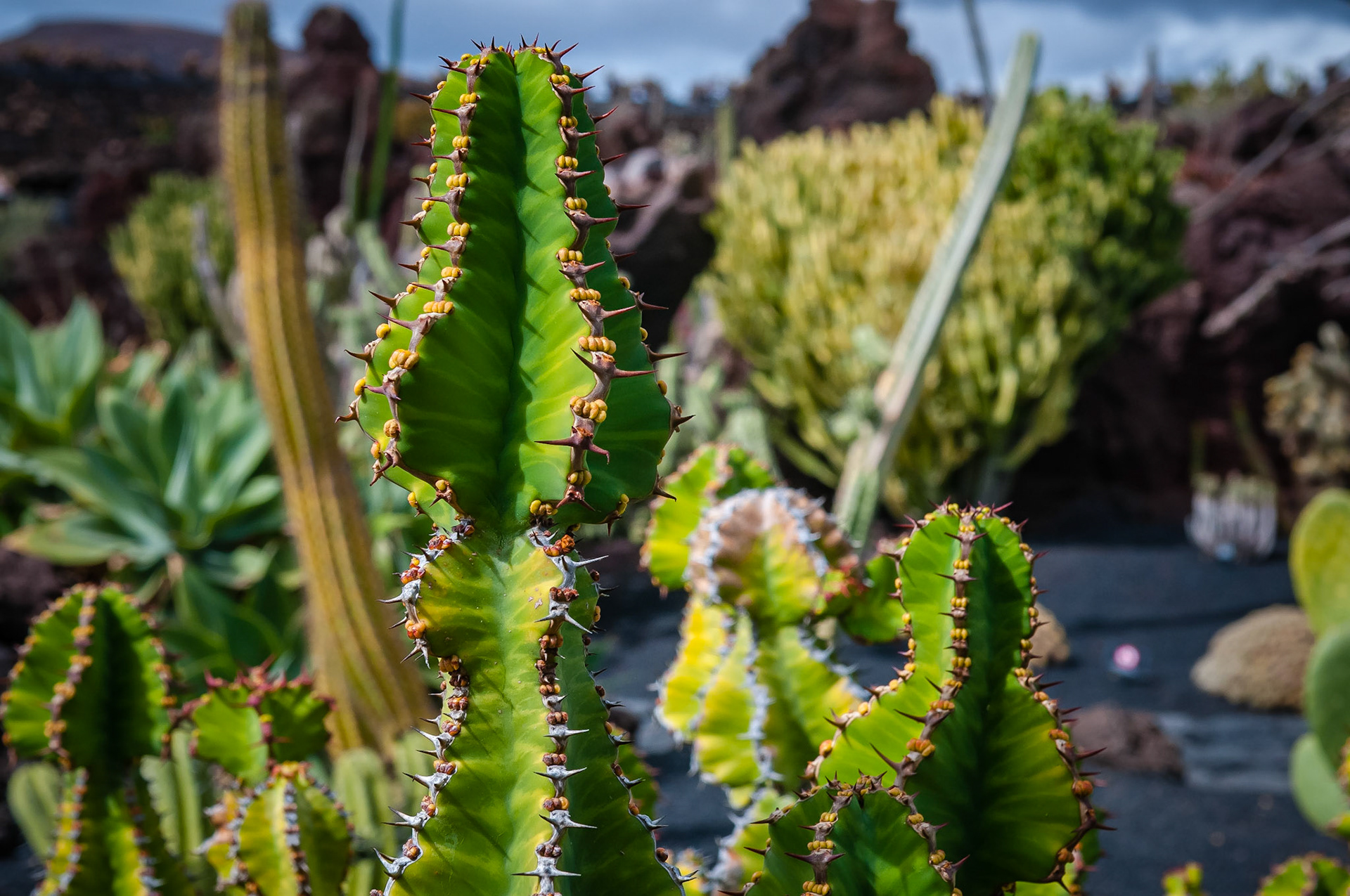 Jardin de Cactus, Lanzarote
