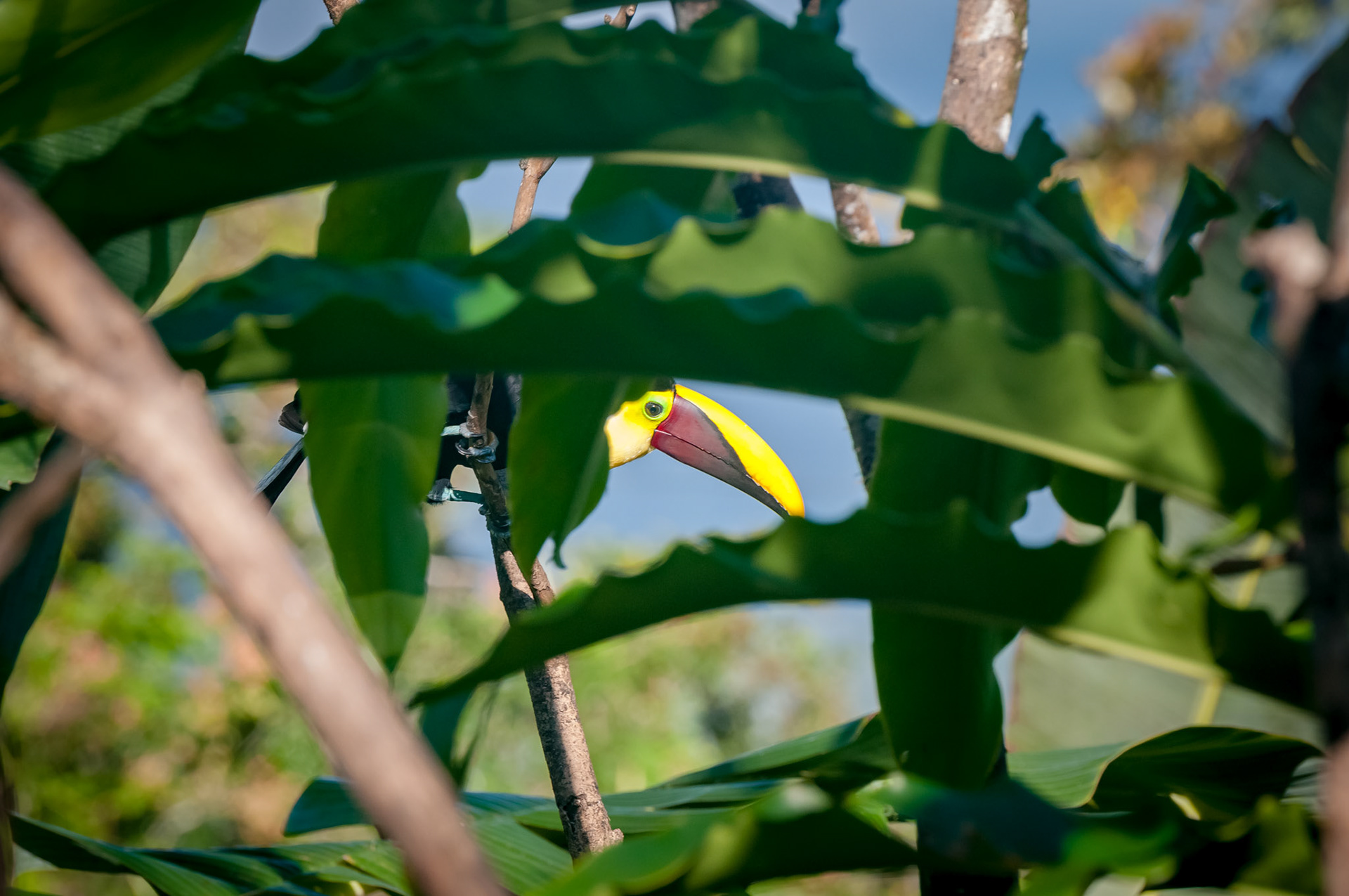 Casitas Tenorio B&B and Farm, Bijagua