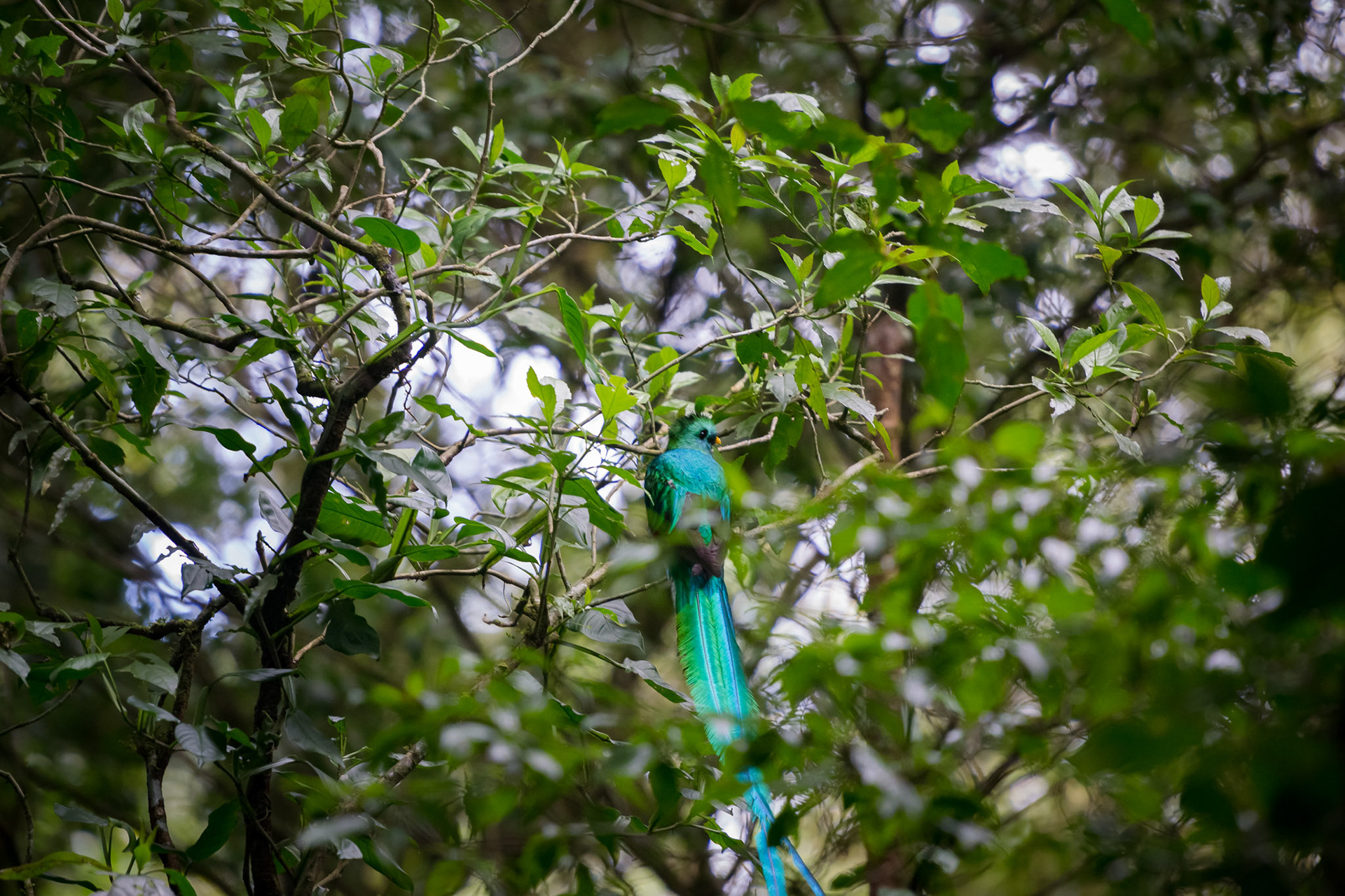 Reserva Biologica Bosque Nuboso Monteverde