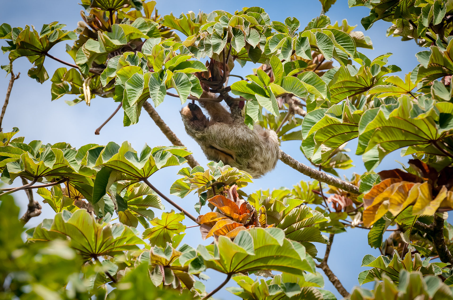 Finca Verde Lodge, Bijagua