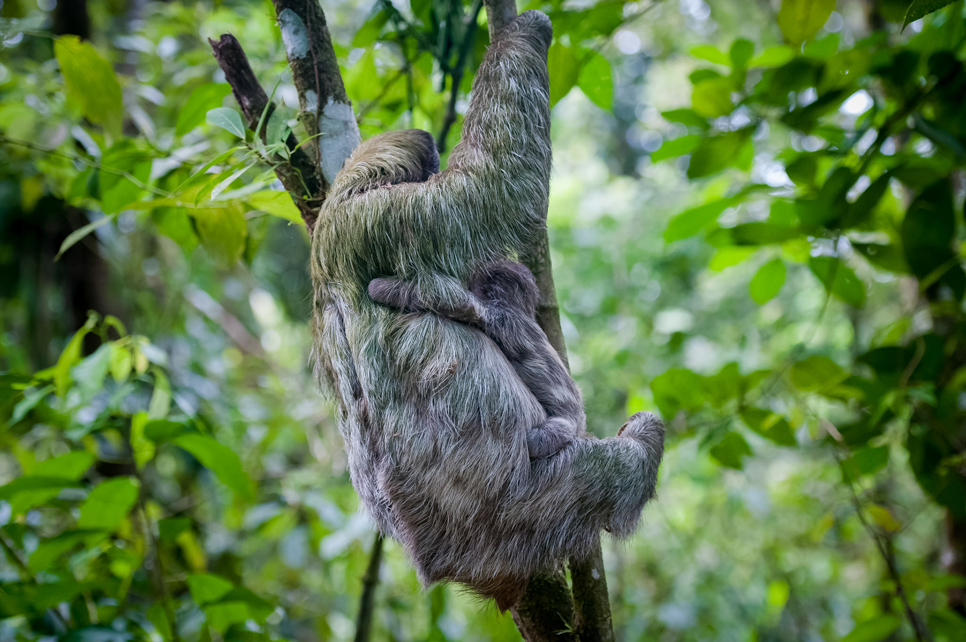 Brown-throated three-toed sloth, Finca Verde Lodge, Bijagua