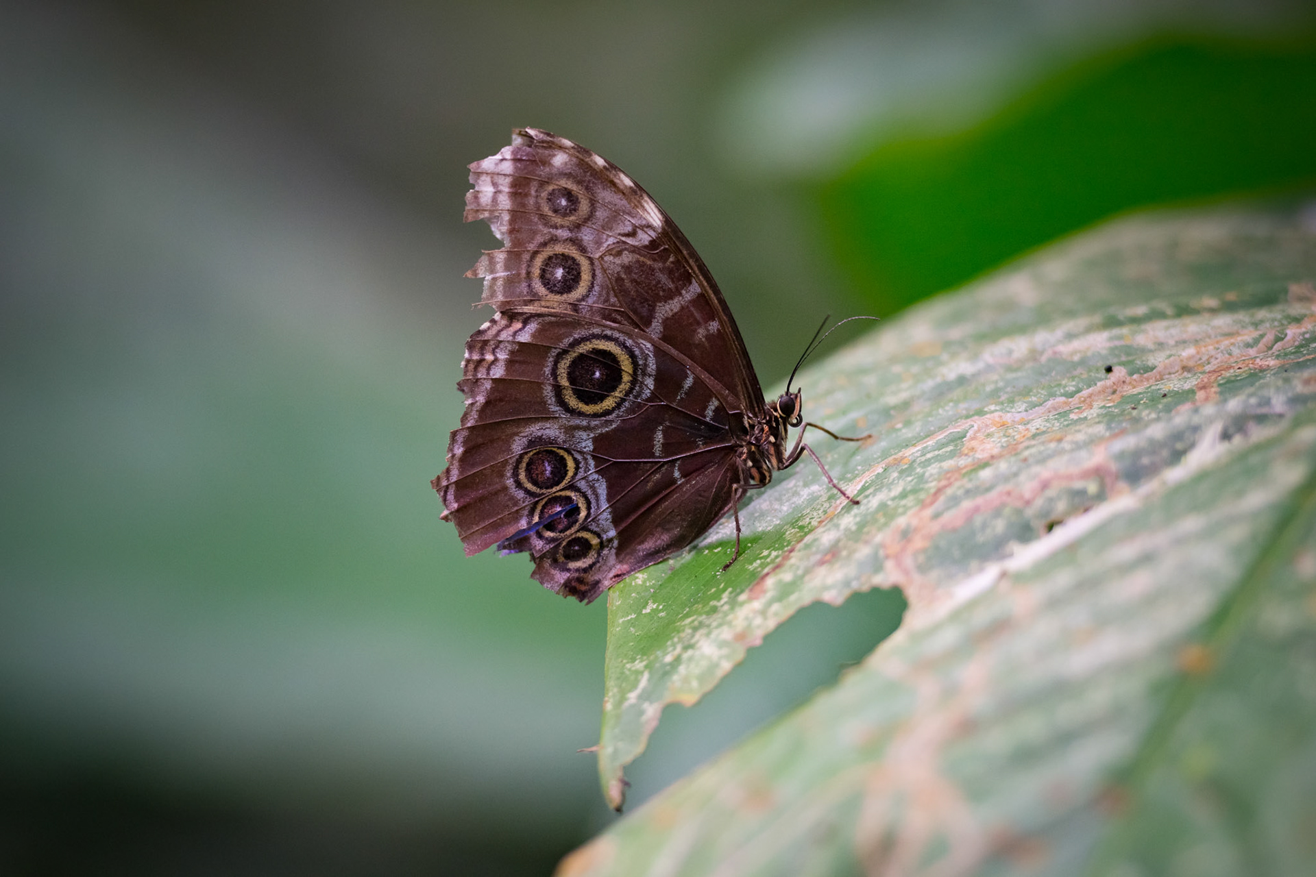 Butterfly Conservatory, El Castillo