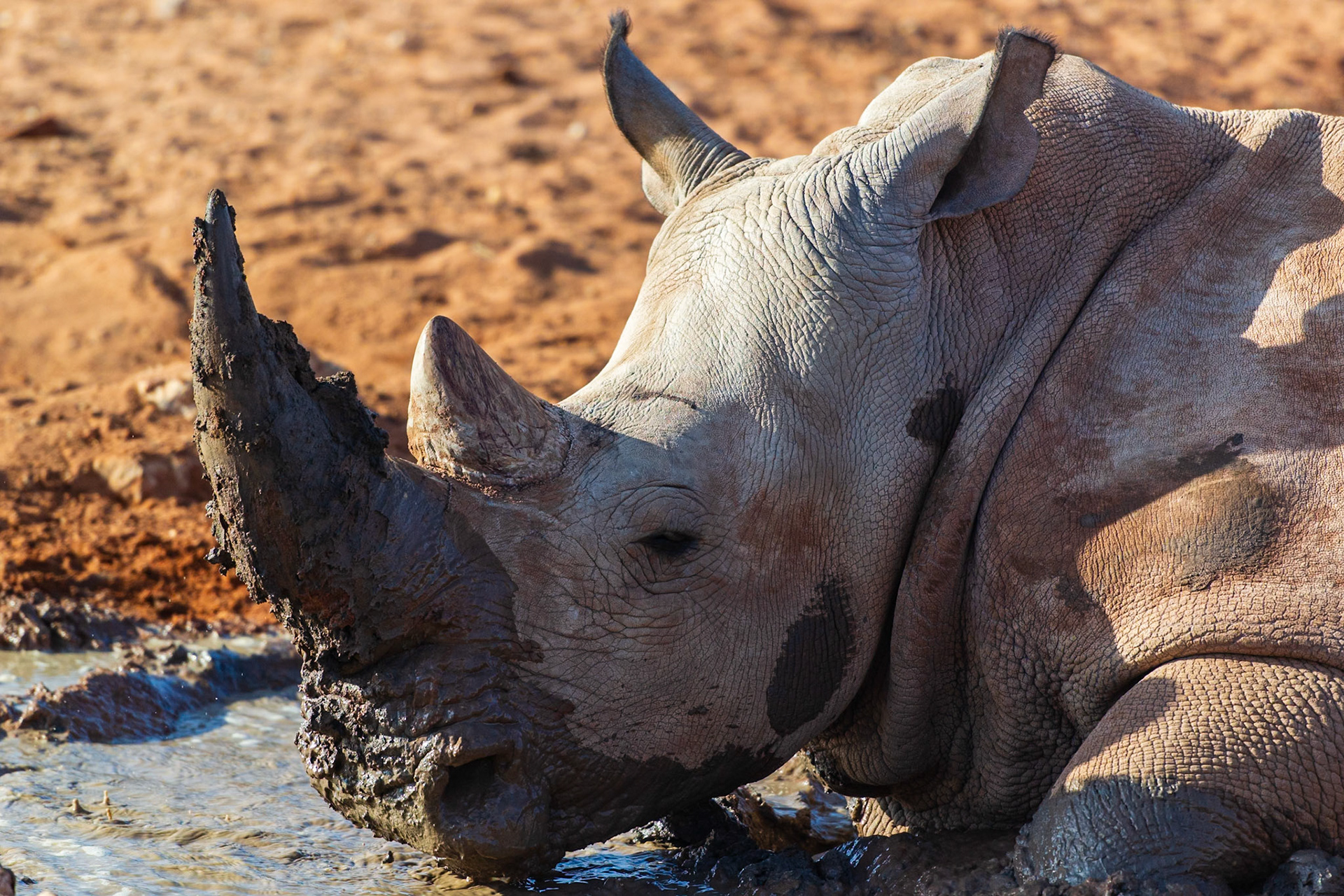 Bagatelle Kalahari Game Ranch, Mariental