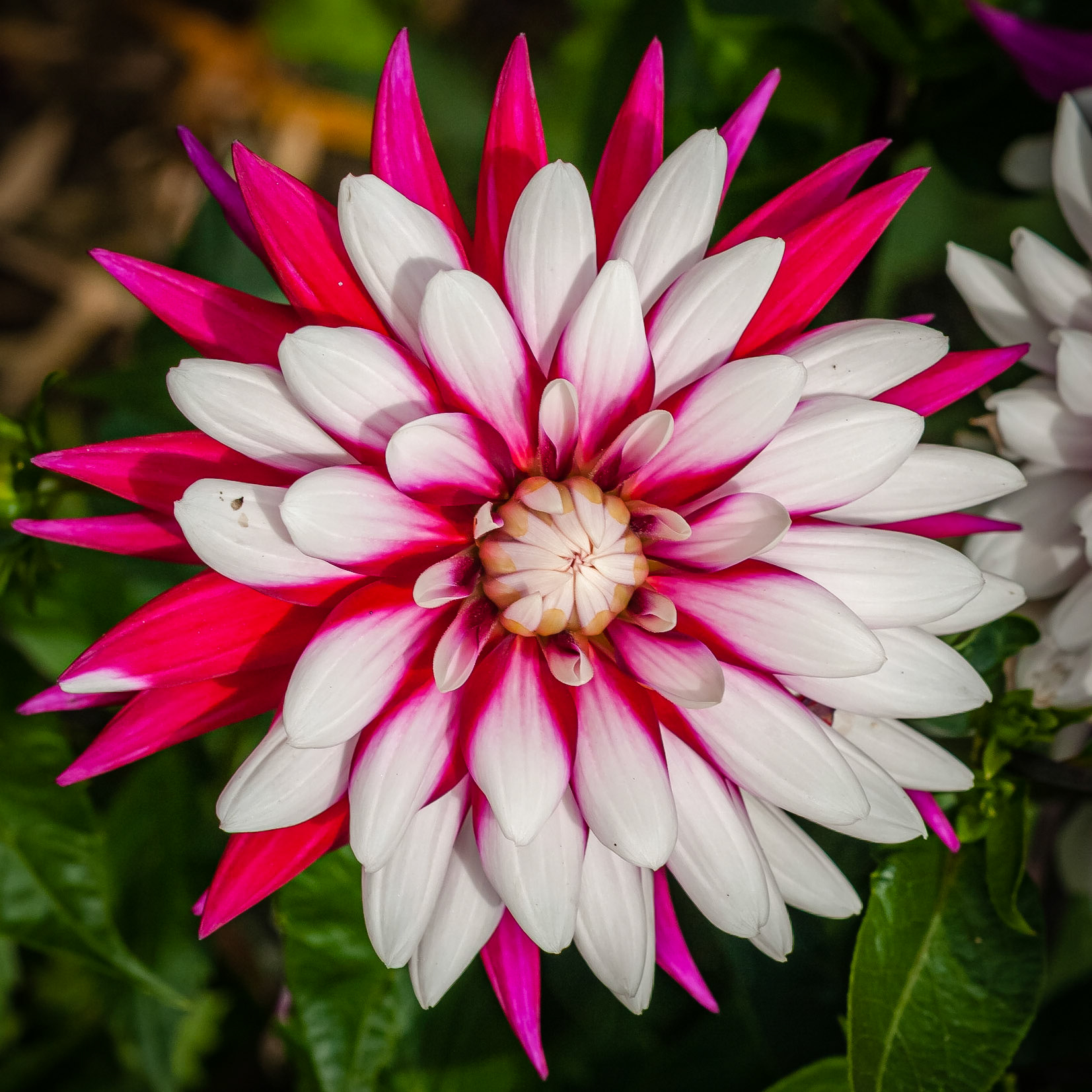 Parc Terra Nostra, Furnas, São Miguel