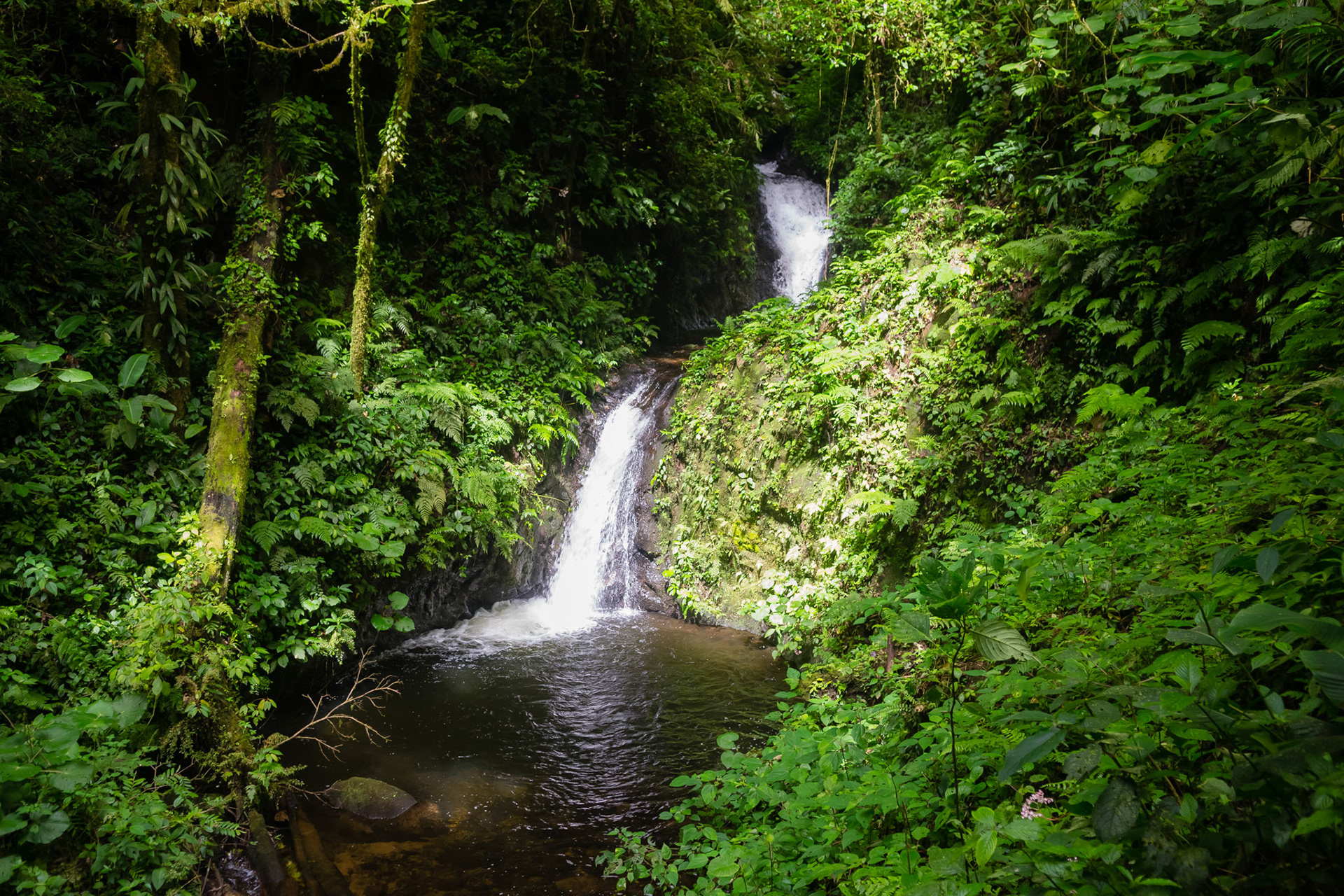 Reserva Biologica Bosque Nuboso Monteverde