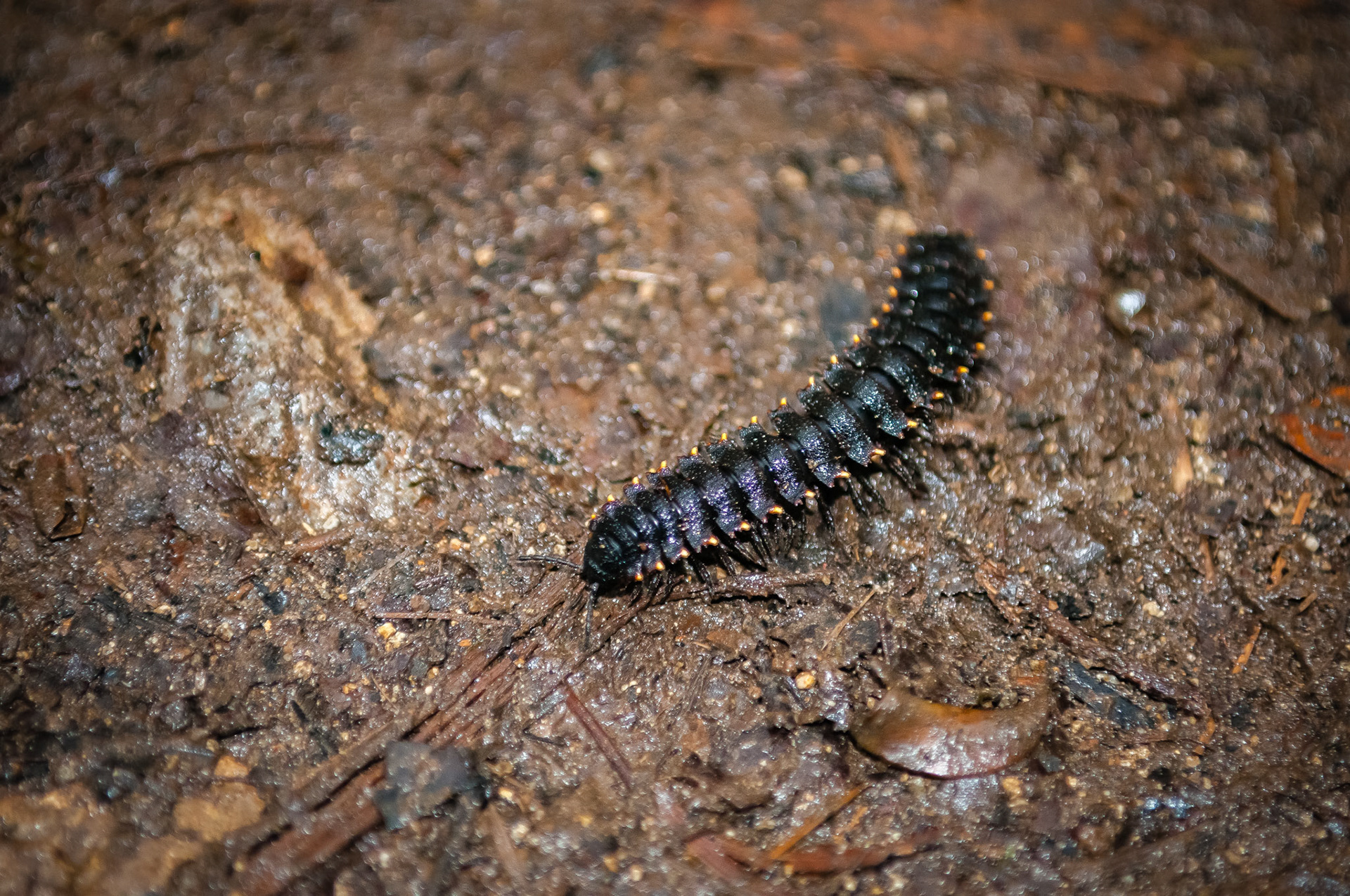 Reserva Biologica Bosque Nuboso Monteverde