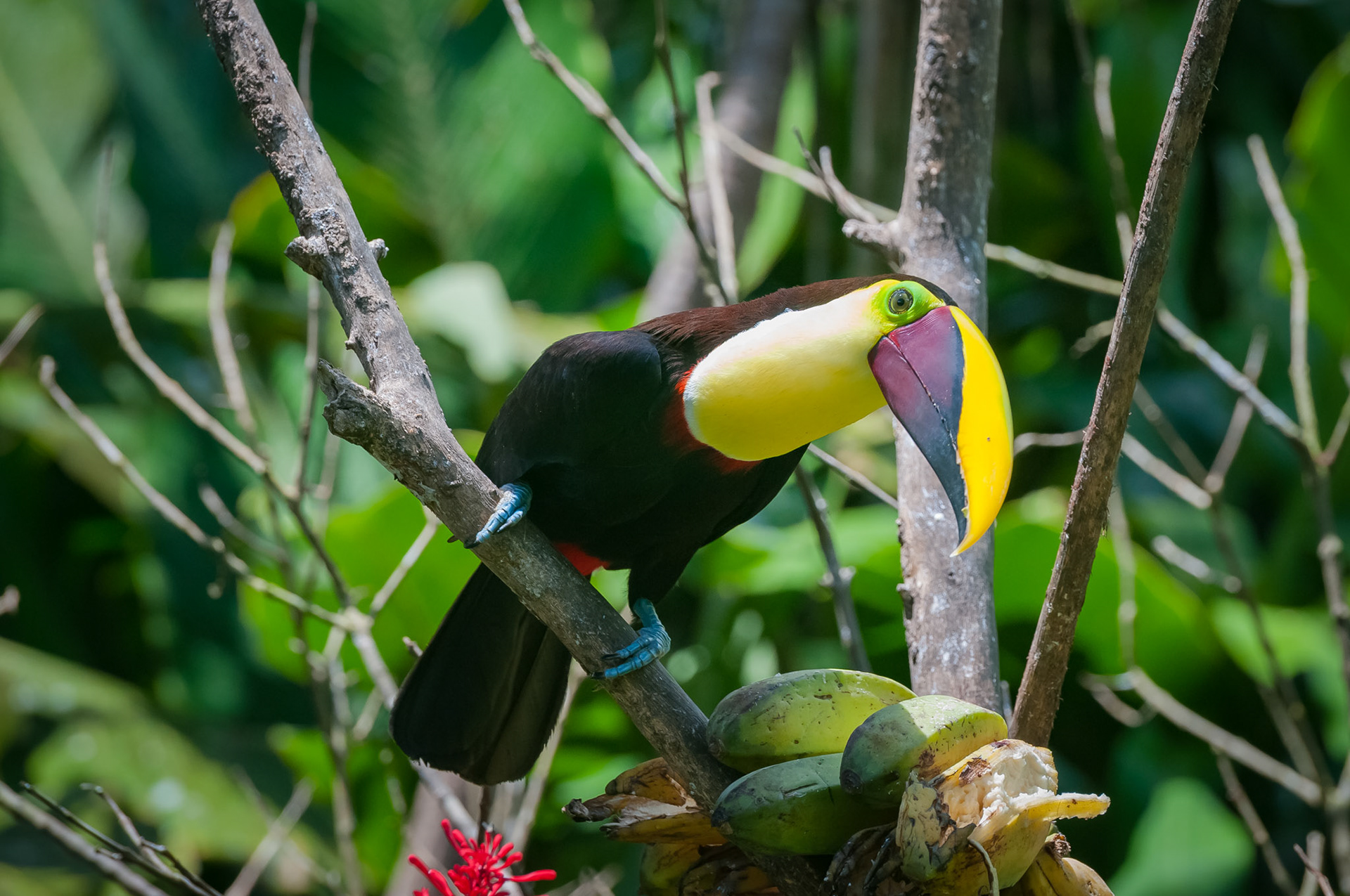 Black-mandibled Toucan, Casitas Tenorio B&B and Farm, Bijagua