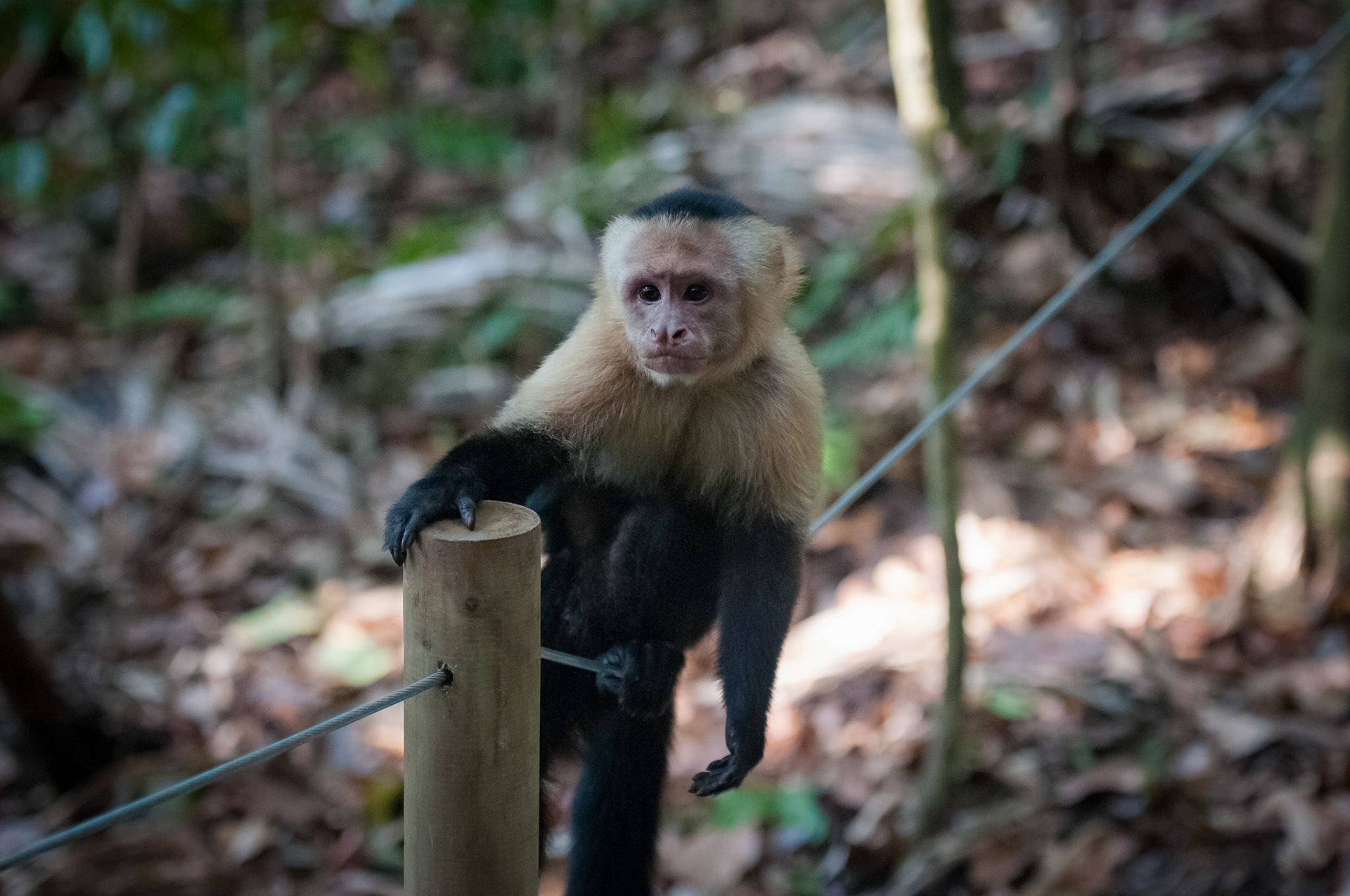 Parque Nacional Manuel Antonio
