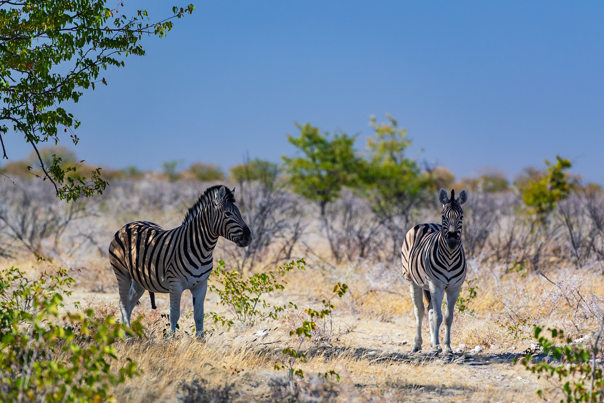 Etosha National Park