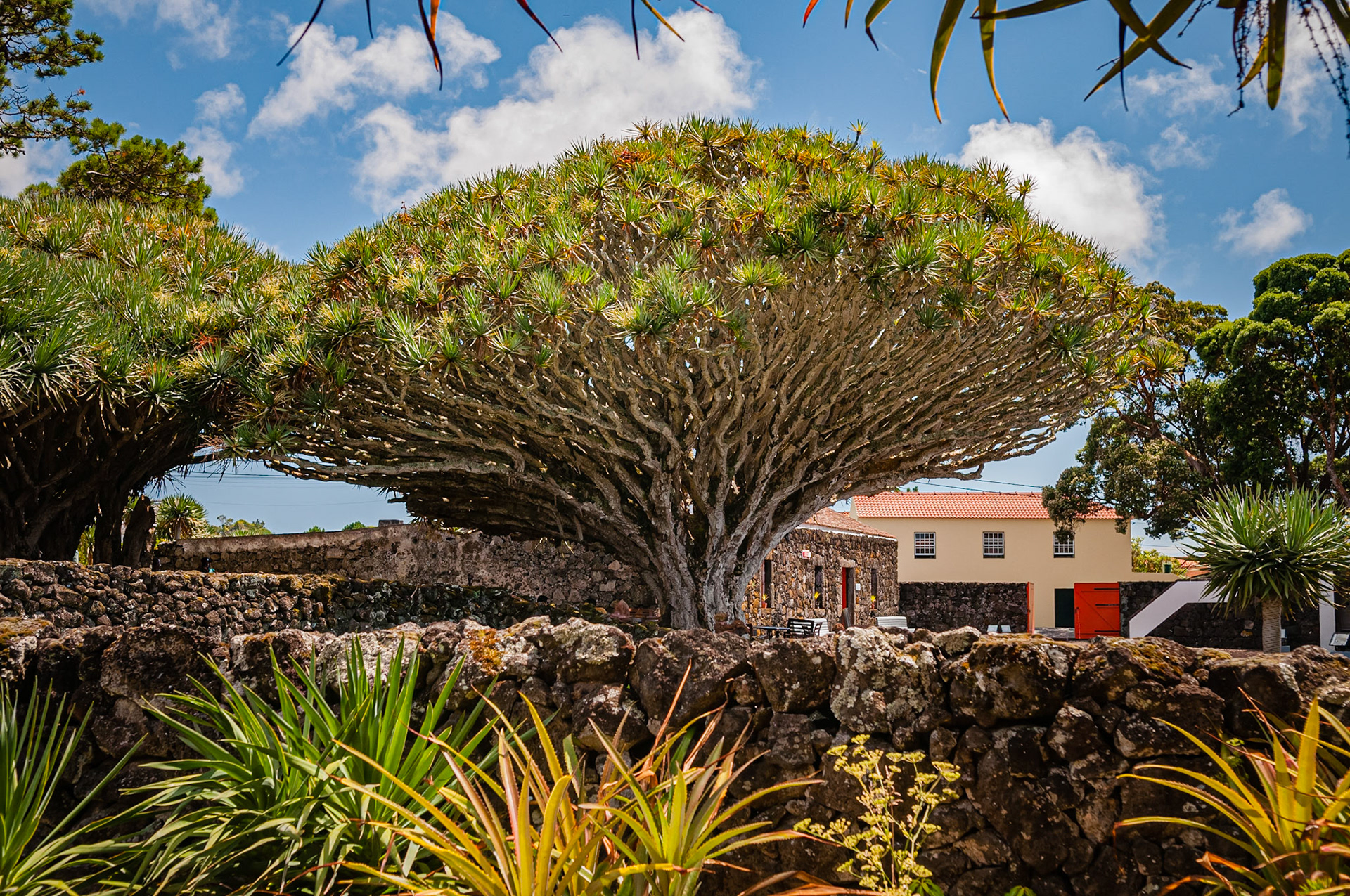 Museu do Vinho do Pico, Madalena, Pico