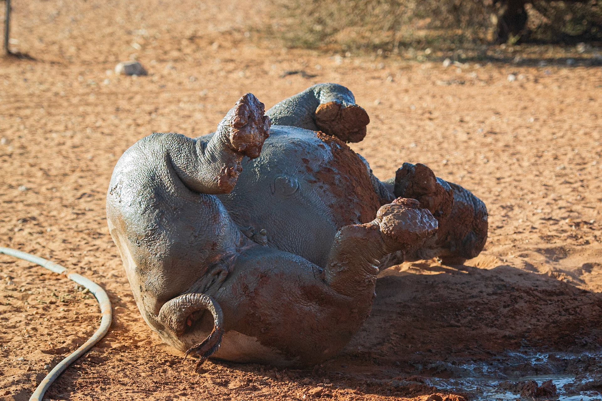 Bagatelle Kalahari Game Ranch, Mariental