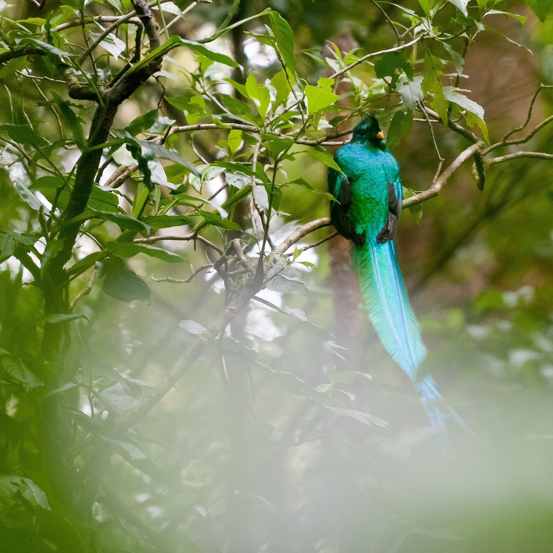 Reserva Biologica Bosque Nuboso Monteverde